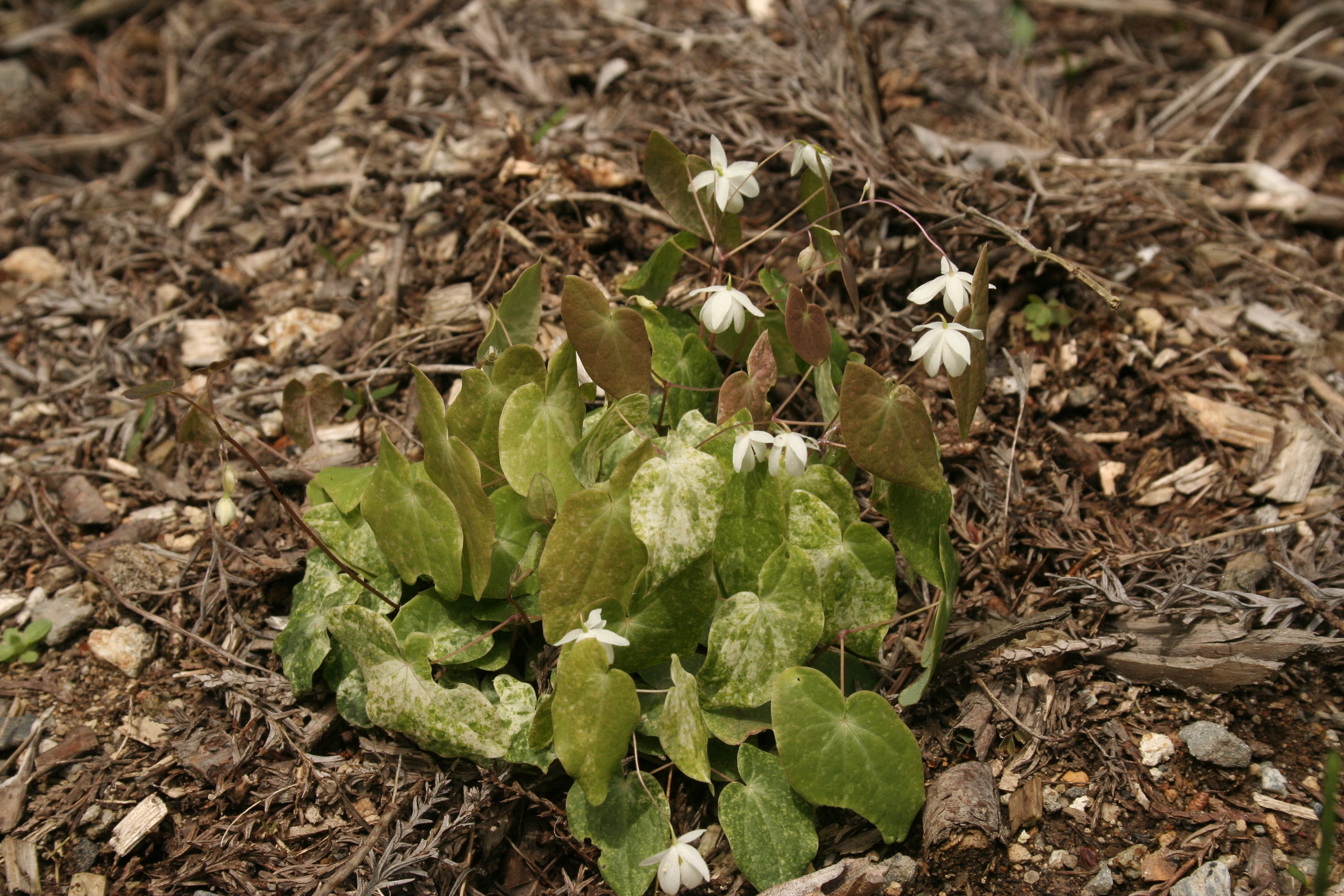 Epimedium diphyllum 'Shiro Tiri Fu' (aka 'Variegatum' @ Japan (T. Izumi)