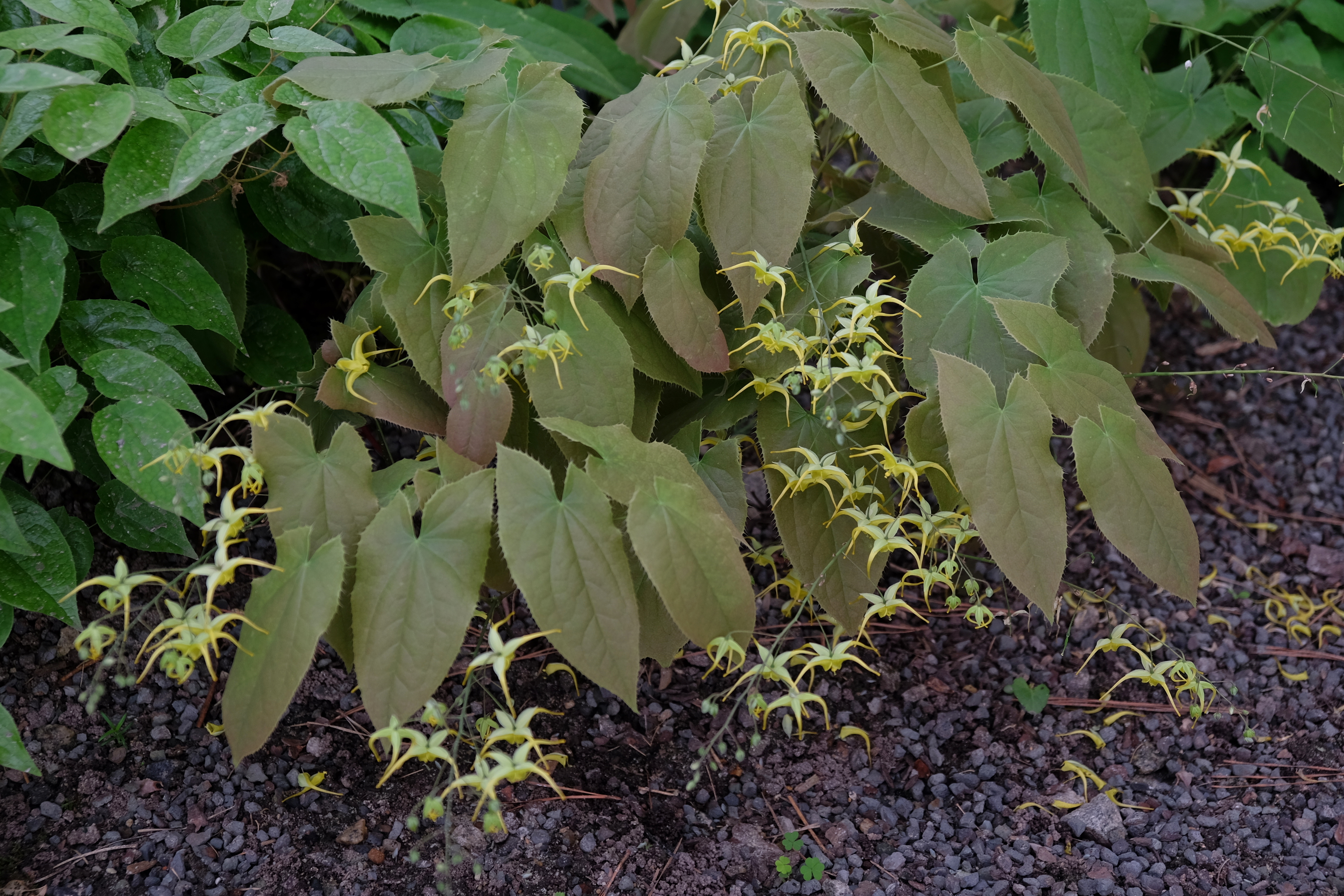 Epimedium fangii hybrid
