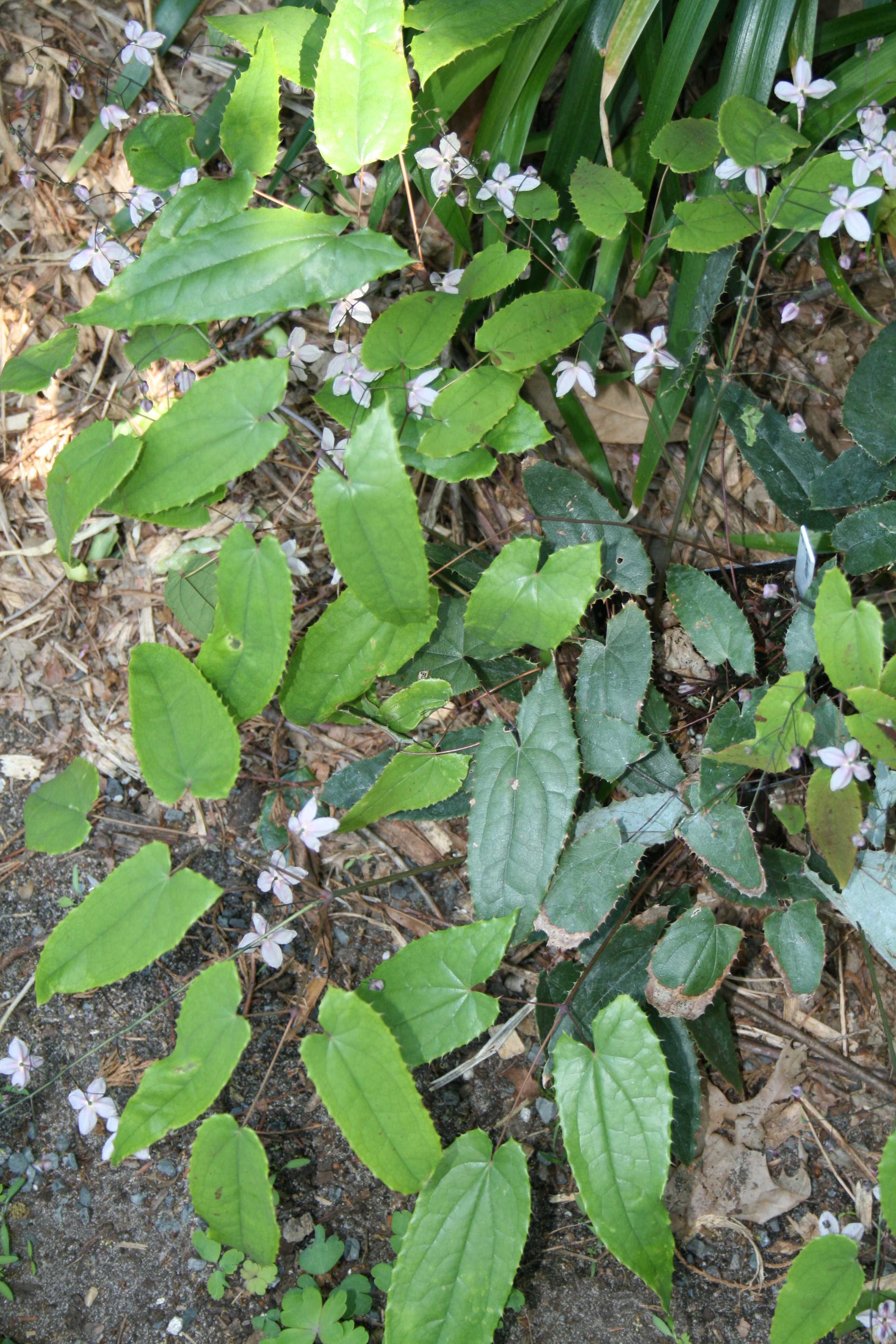 Epimedium mikinorii 05CH067 clump