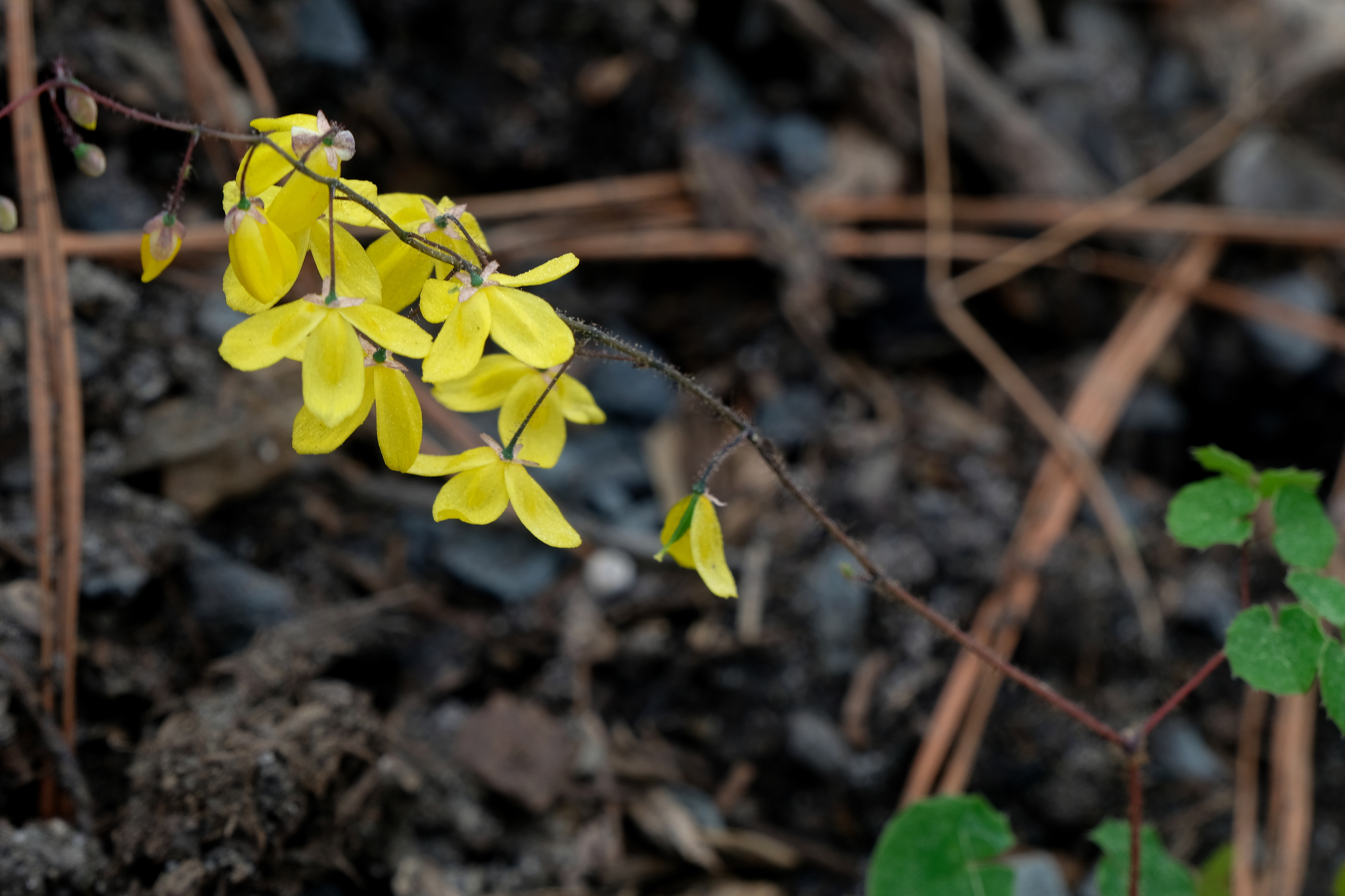 Epimedium platypetalum JLBG-003 @ JLBG