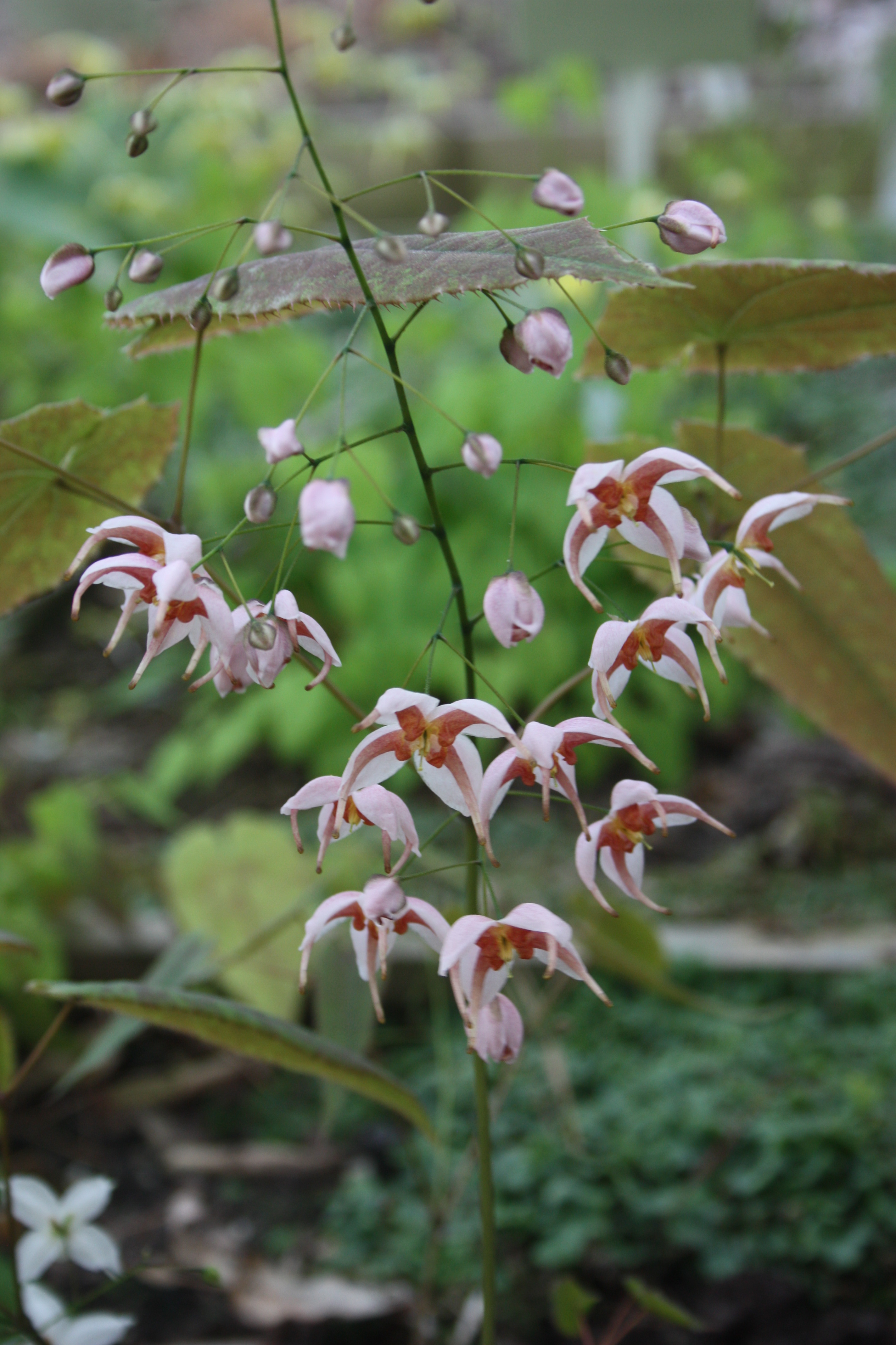 Epimedium pseudowushanense JLBG-02