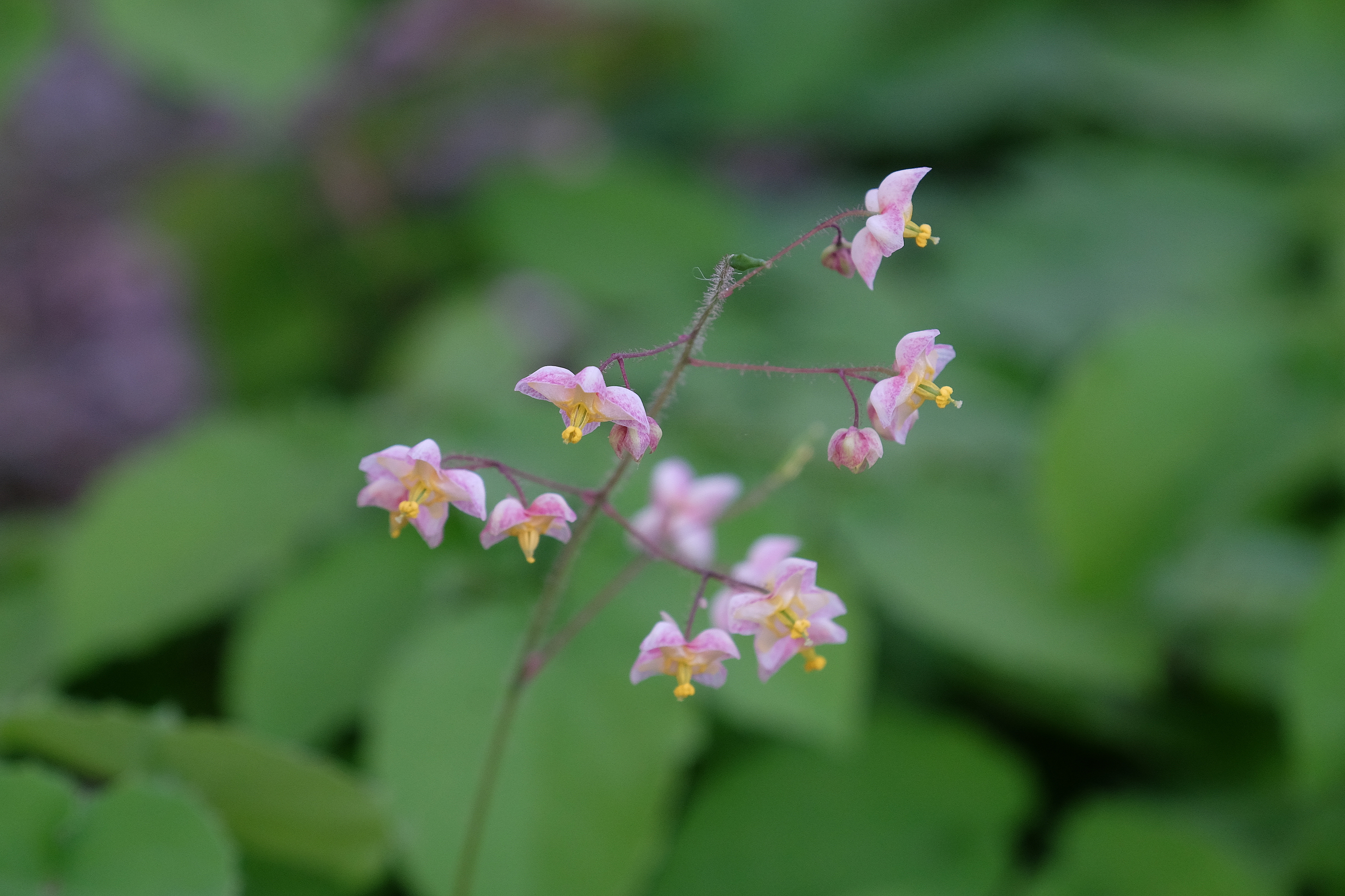 Epimedium pubigerum JLBG-002 @ JLBG