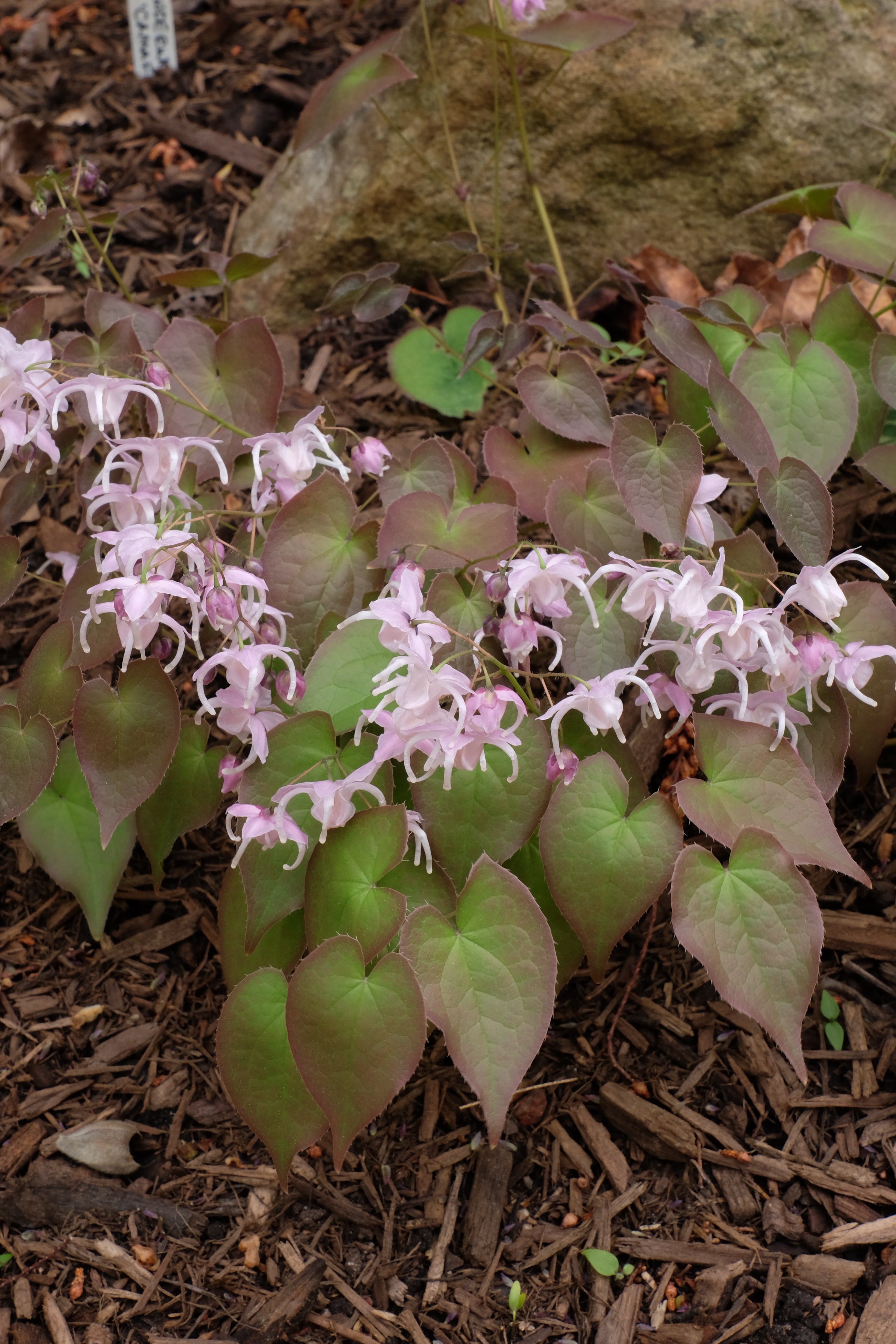 Epimedium sempervirens 'Cherry Hearts' @ JLBG - a 2001 Cobblewood introduction of a Japanese collected plant by Don Elick; semi-evergreen