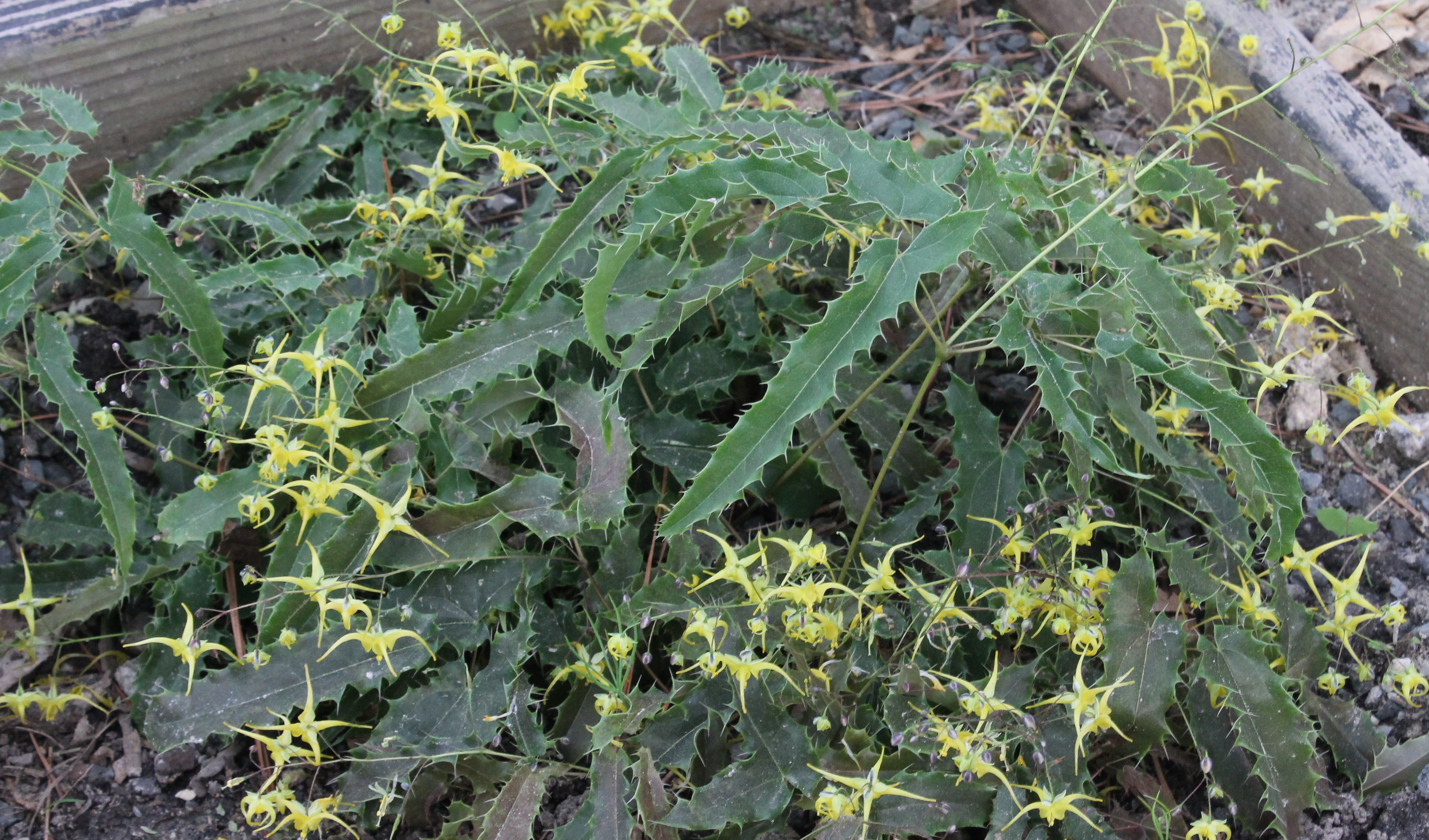 Epimedium sp. nov. 'Tarantula' @ JLBG