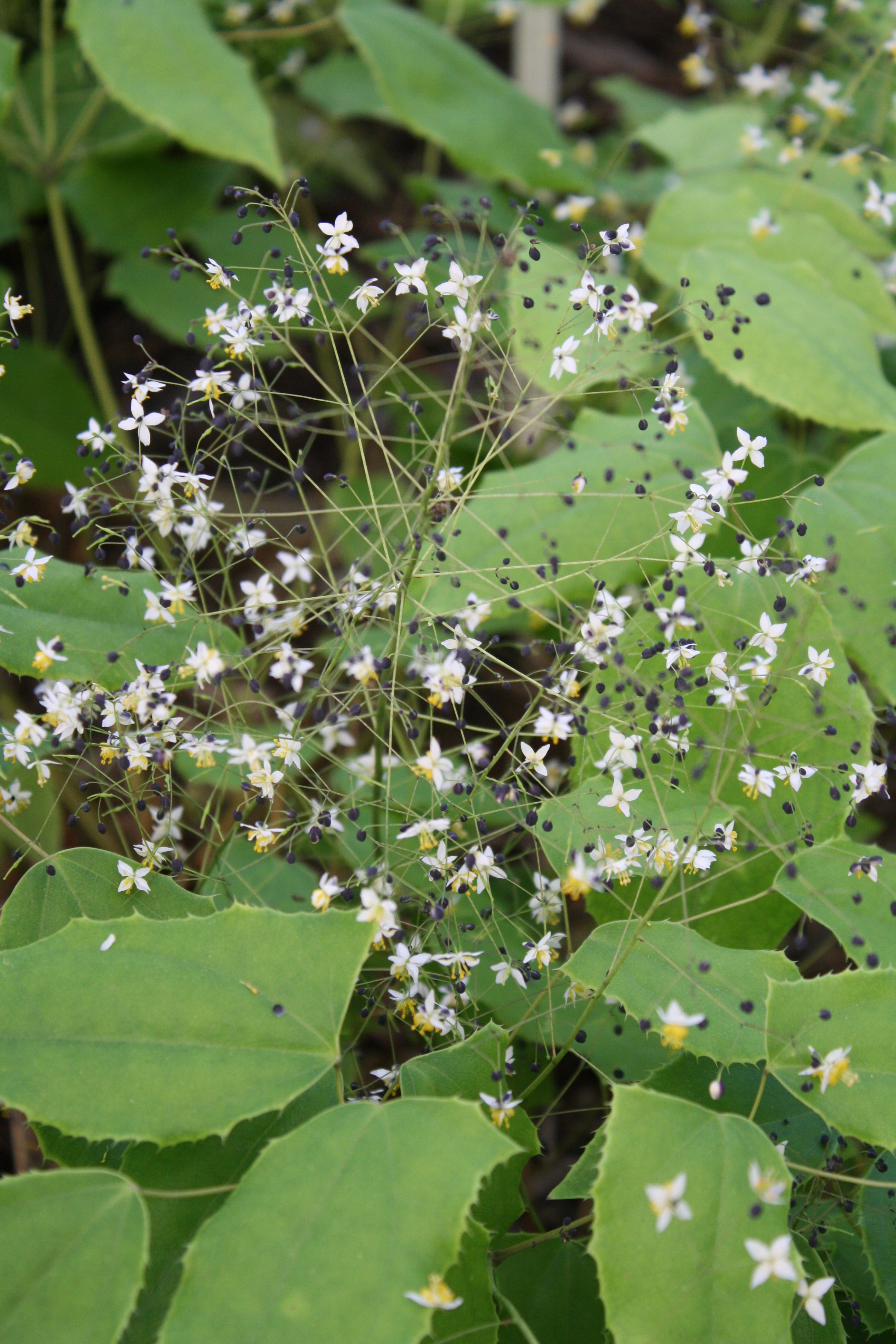 Epimedium truncatum JLBG-01