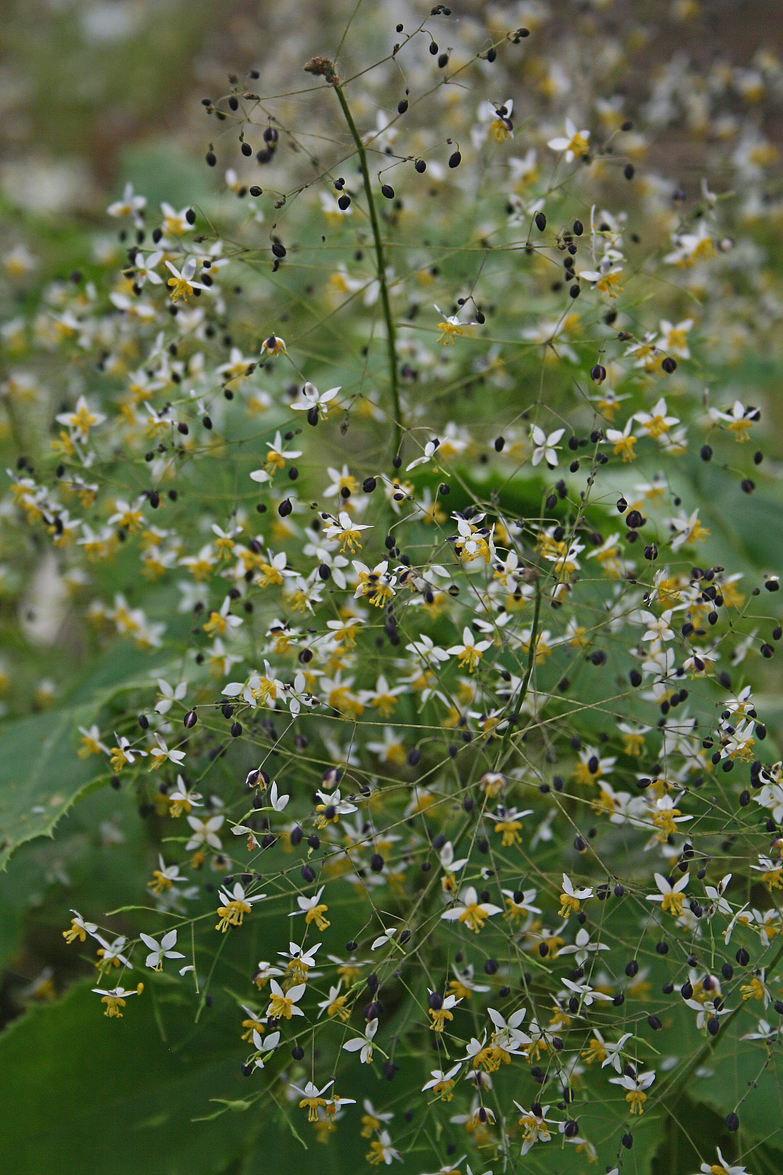 Epimedium truncatum @ JLBG