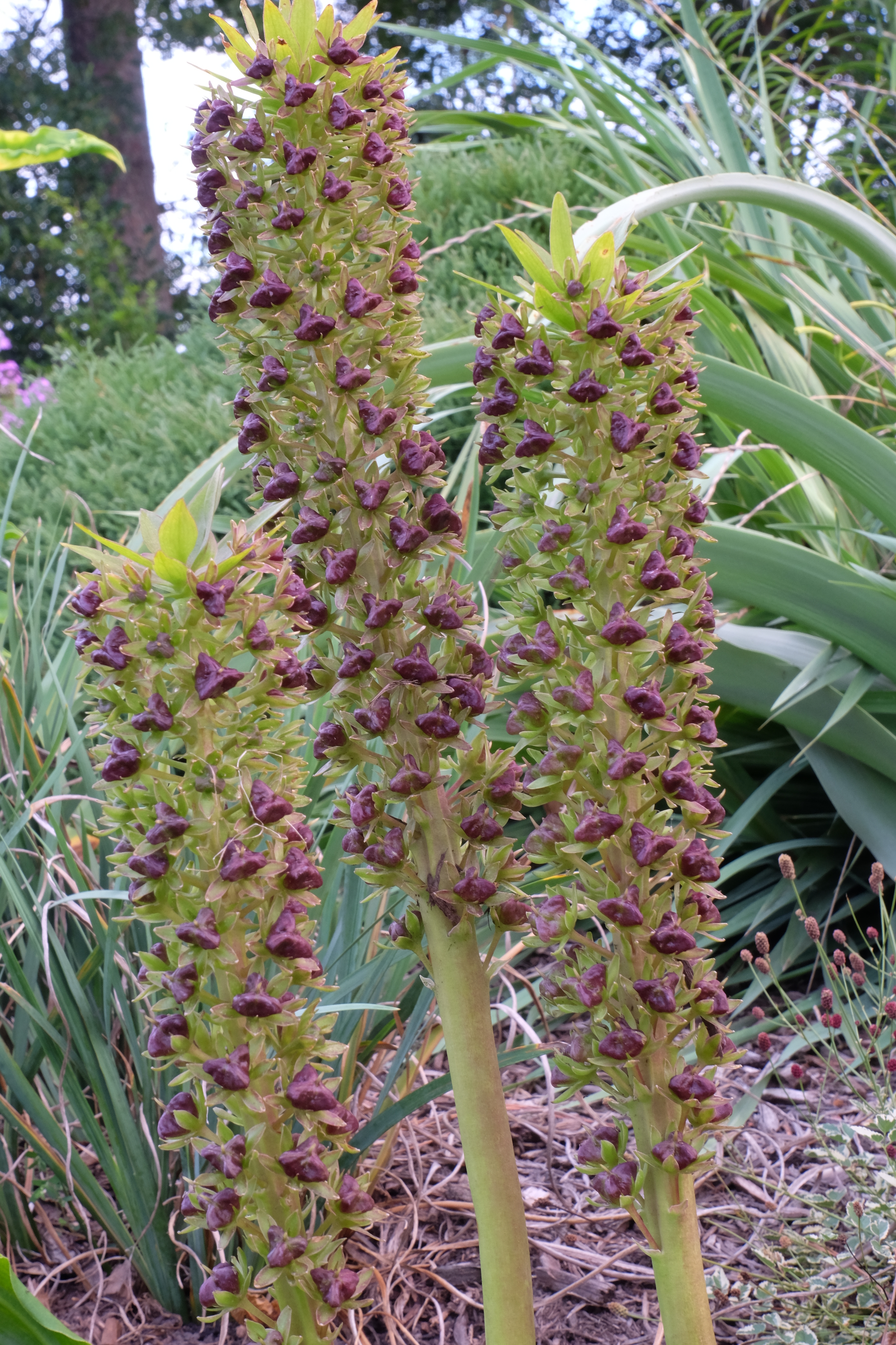 Eucomis 'Tugela Gem' in seed @JLBG