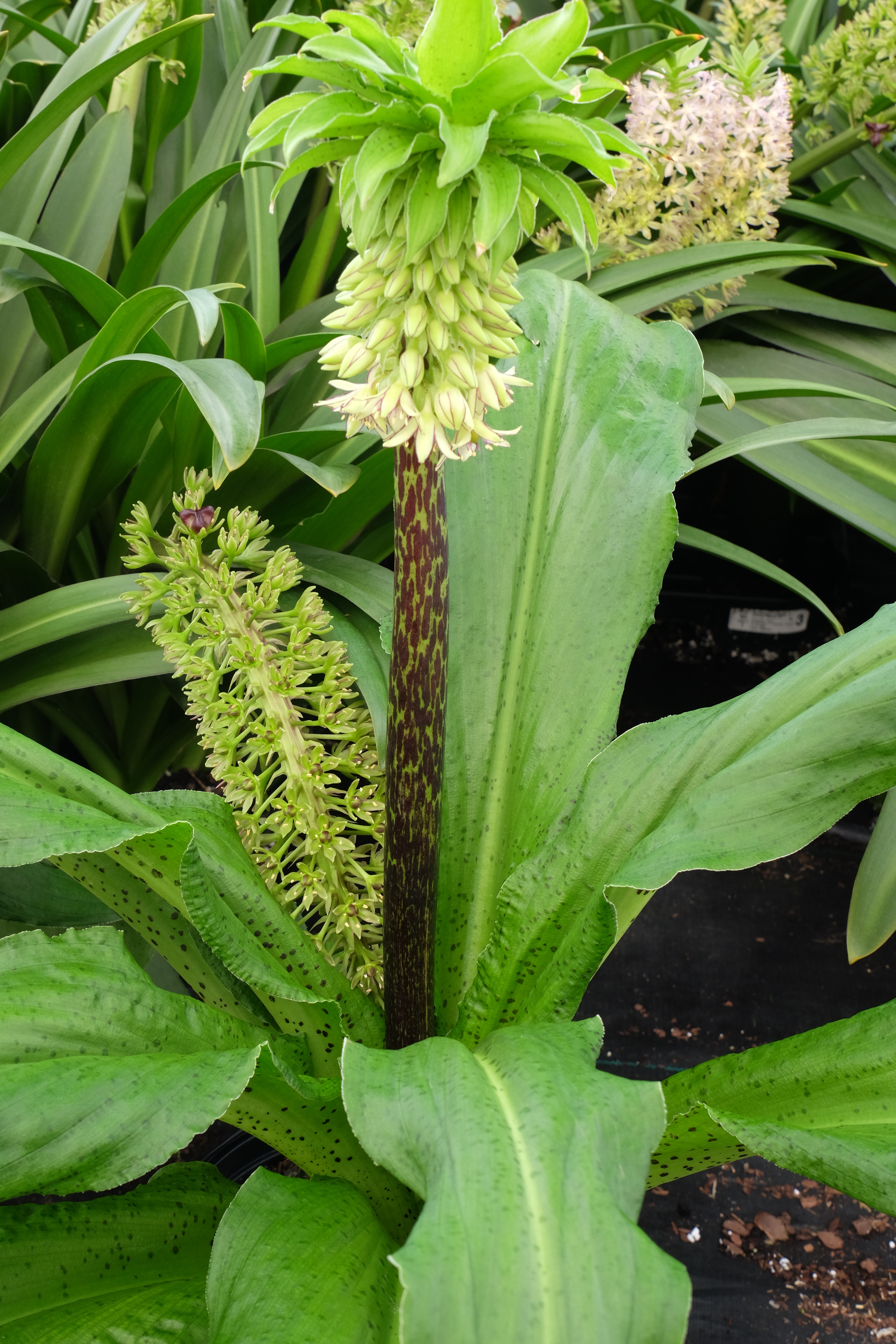 Eucomis bicolor Seneca Hill at Walters