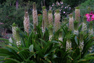 Eucomis pallidiflora ssp. pole-evansii in flower @JLBG