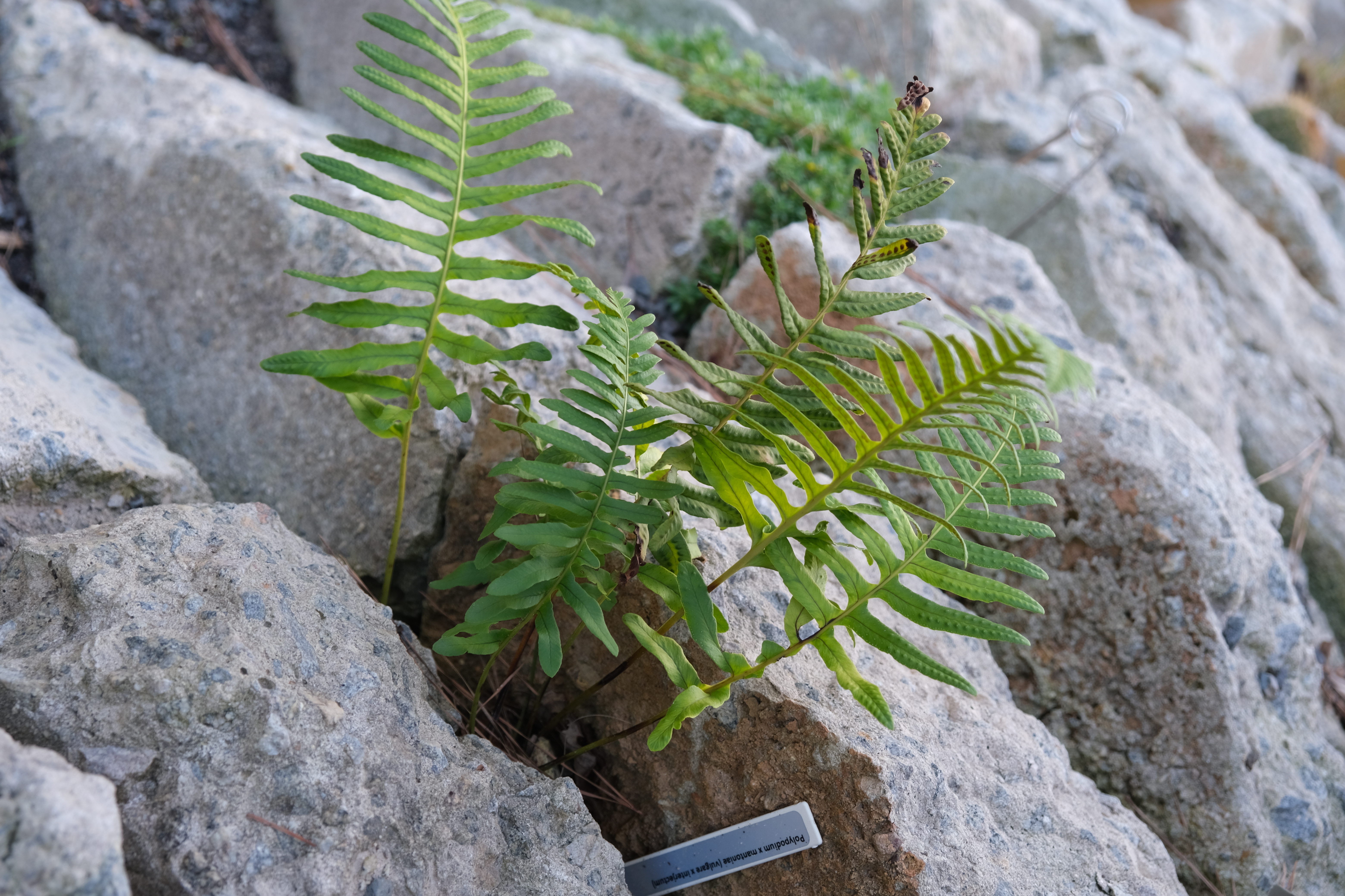 Polypodium x mantoniae (vulgare x interjectum) @JLBG
