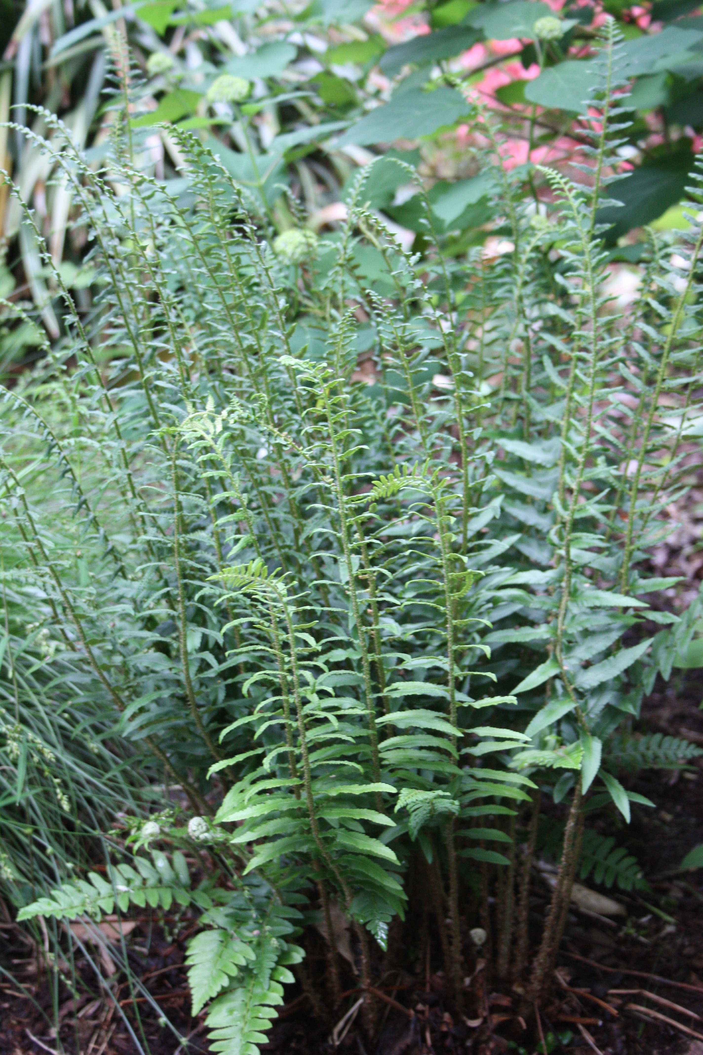 Polystichum acrostichoides A19NC-003 @JLBG
