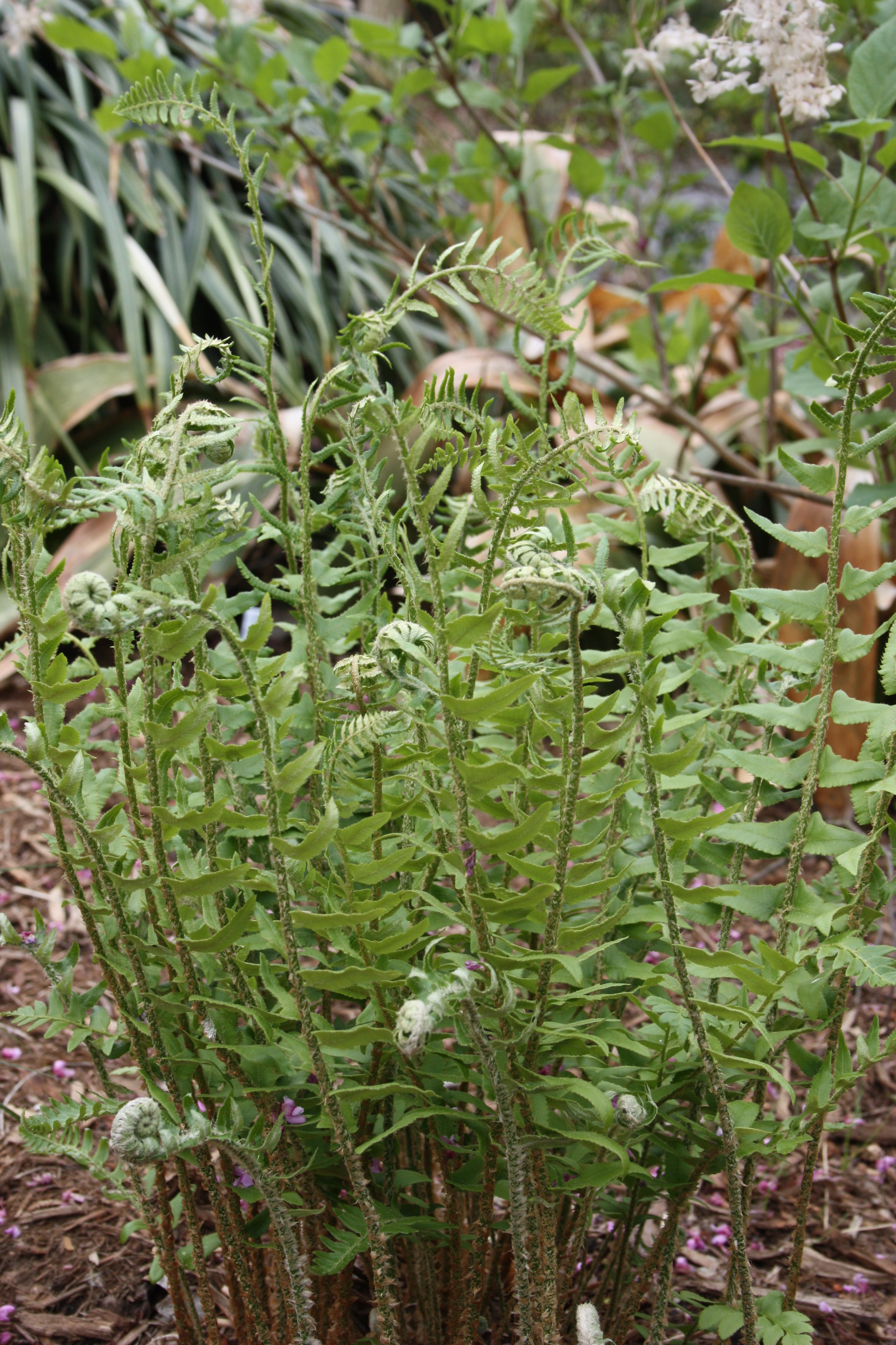 Polystichum acrostichoides A19NC-003 unfurling @JLBG