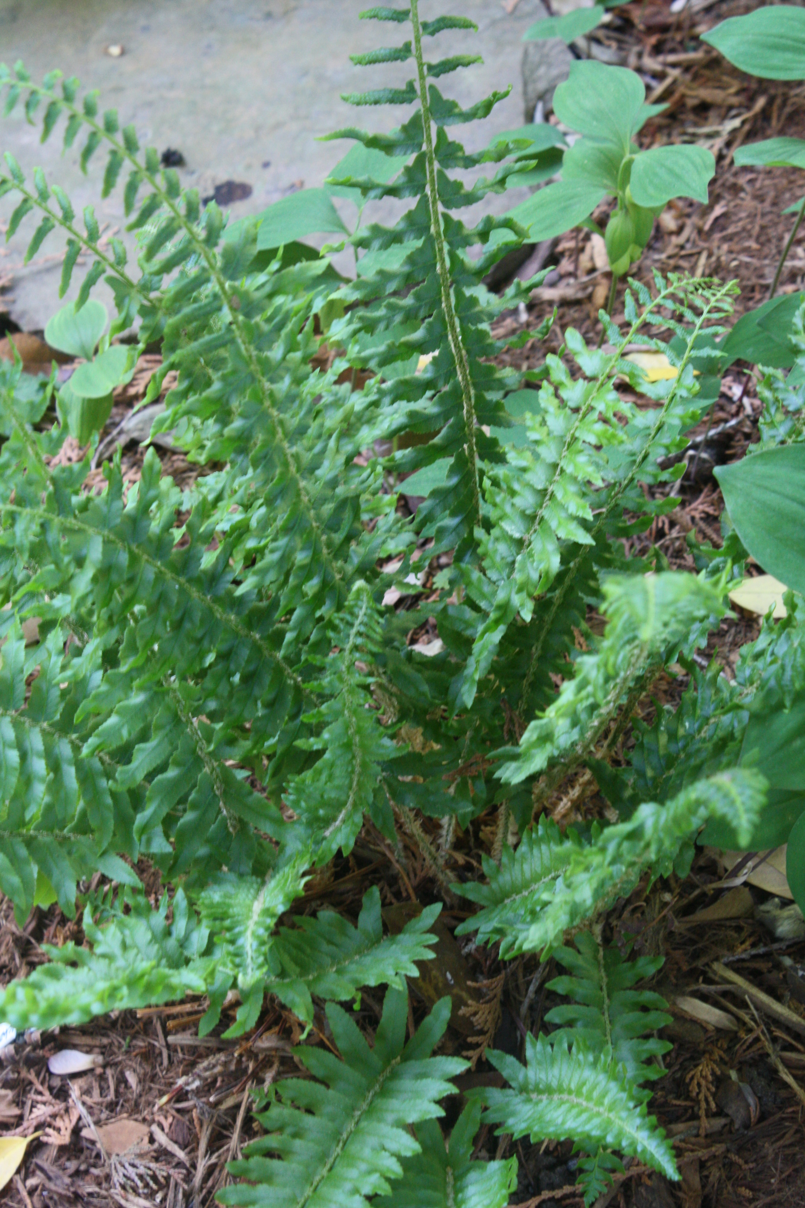 Polystichum acrostichoides A1OH-011 ruffled leaves @JLBG