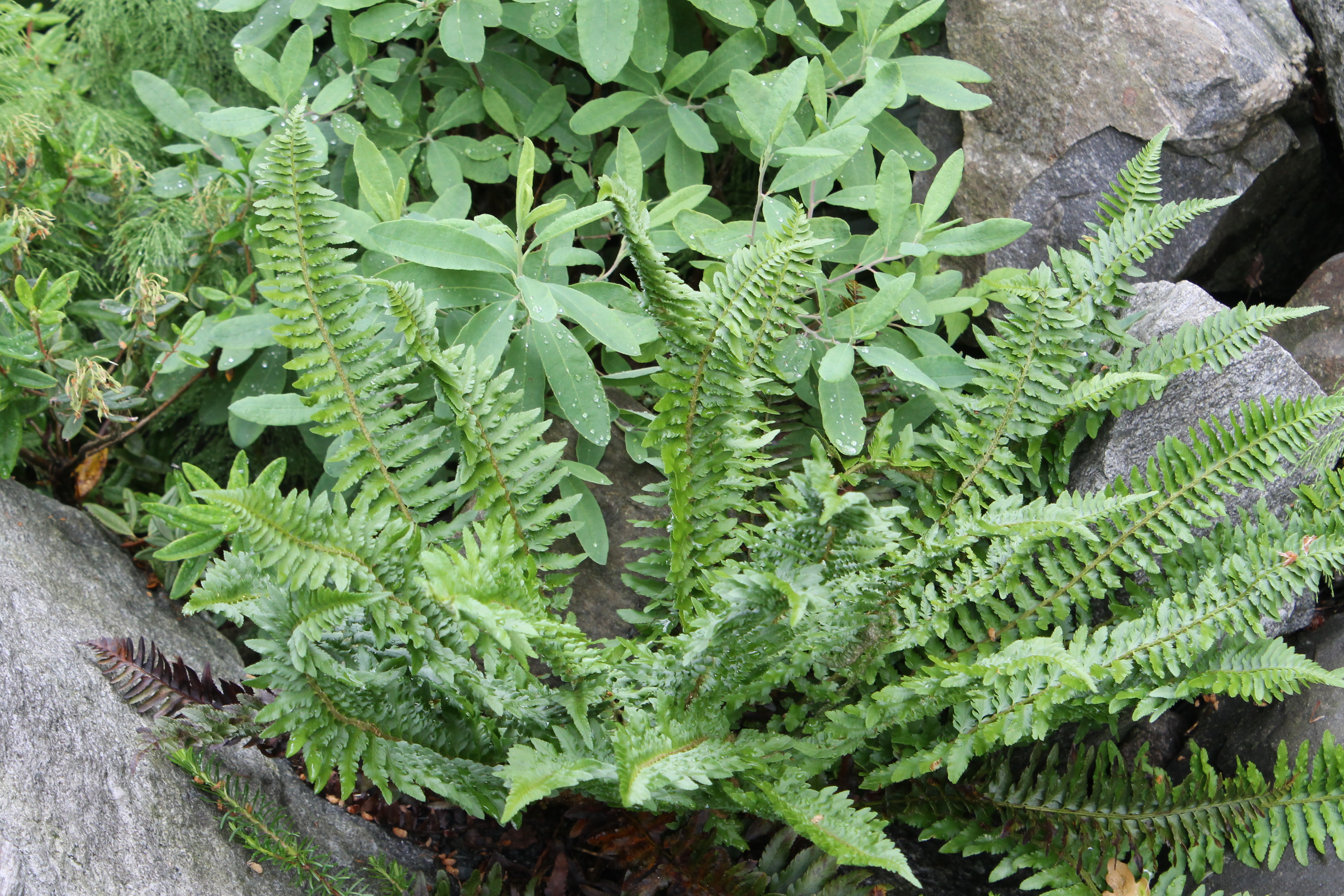 Polystichum (munitum x scopulinum) at Alpine Gdn DE