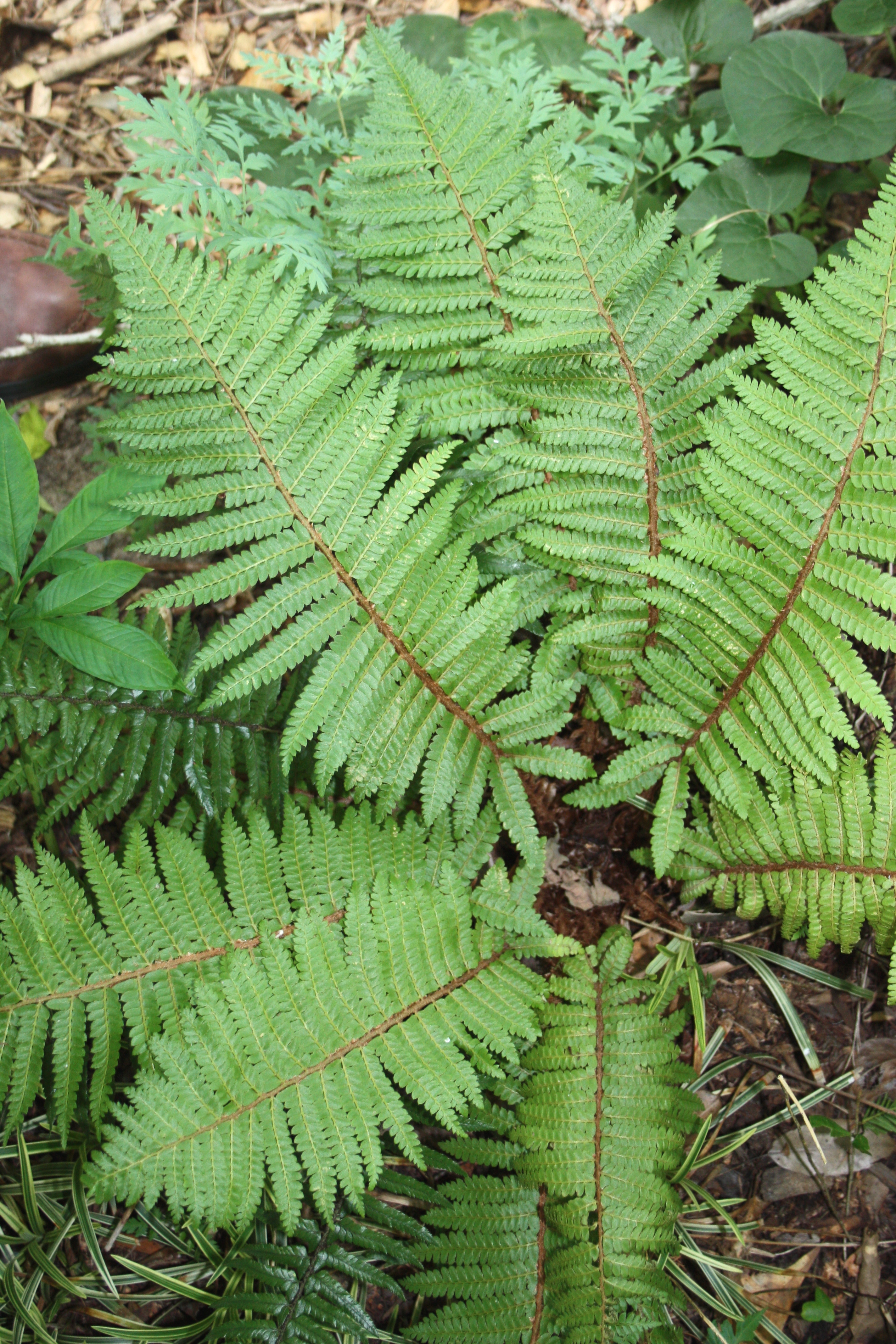 Polystichum (setiferum x tsus-simense) @JLBG