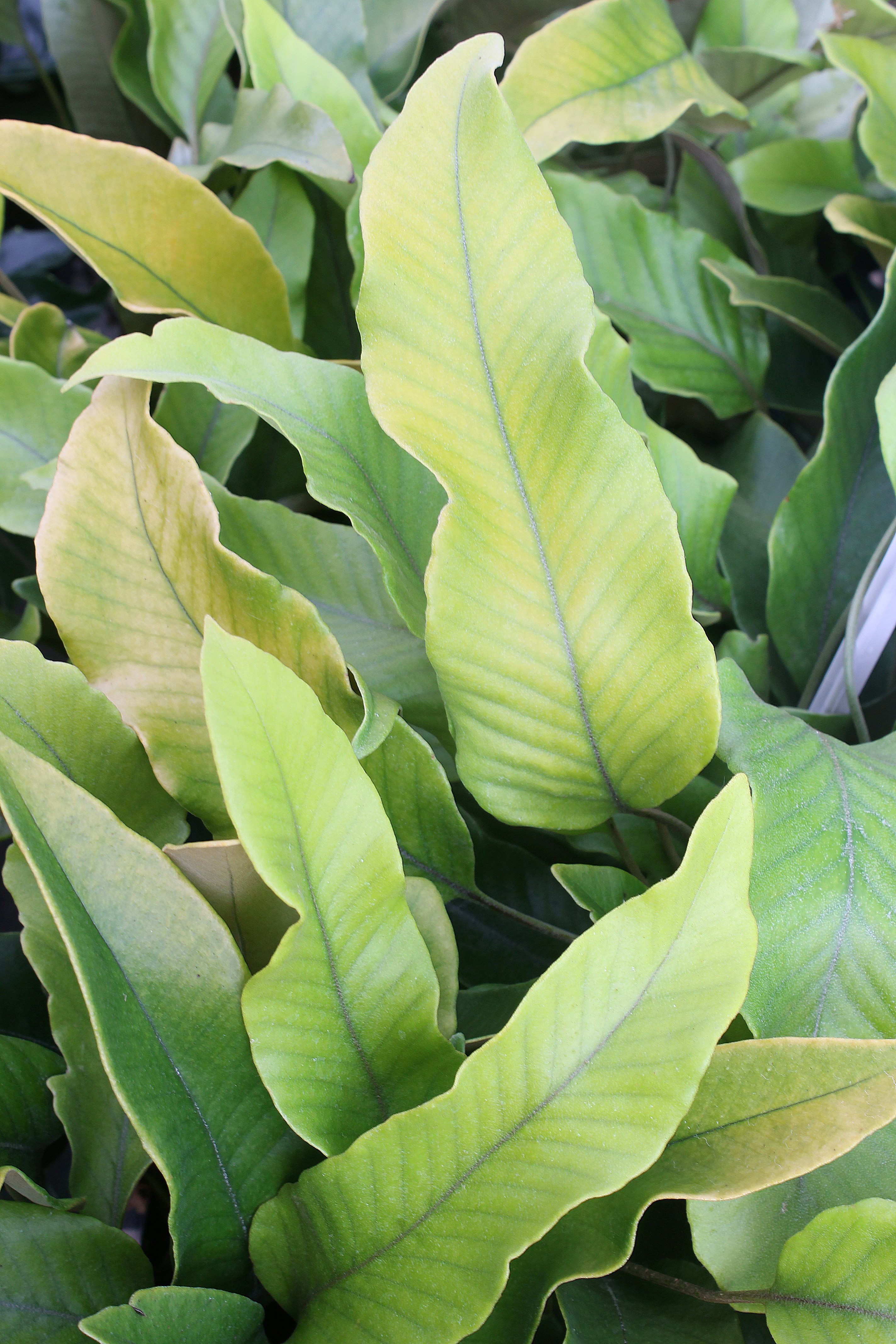 Pyrrosia lingua 'Alabama Gold' @JLBG