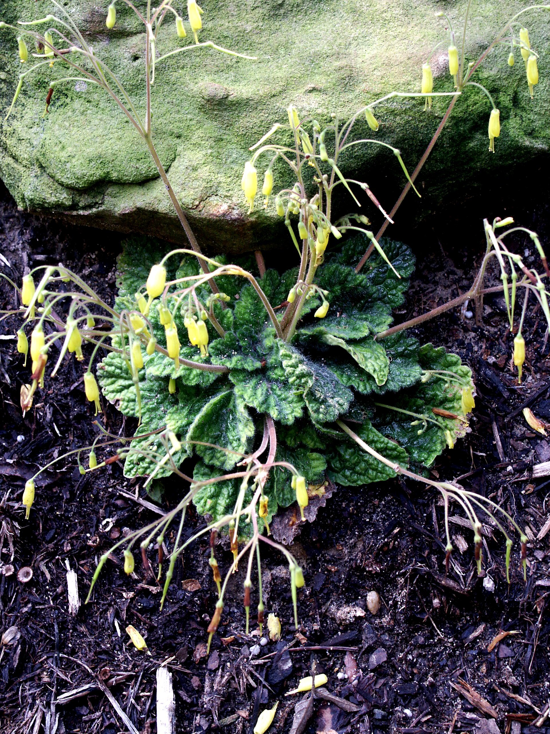 Oreocharis pankaiyuae @JLBG