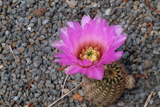 Echinocereus reichenbachii var. castaneus in flower @JLBG