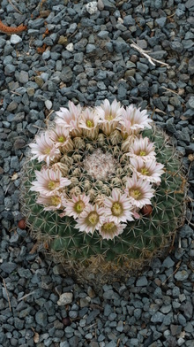 Mammillaria heyderi ssp. meiacantha @JLBG
