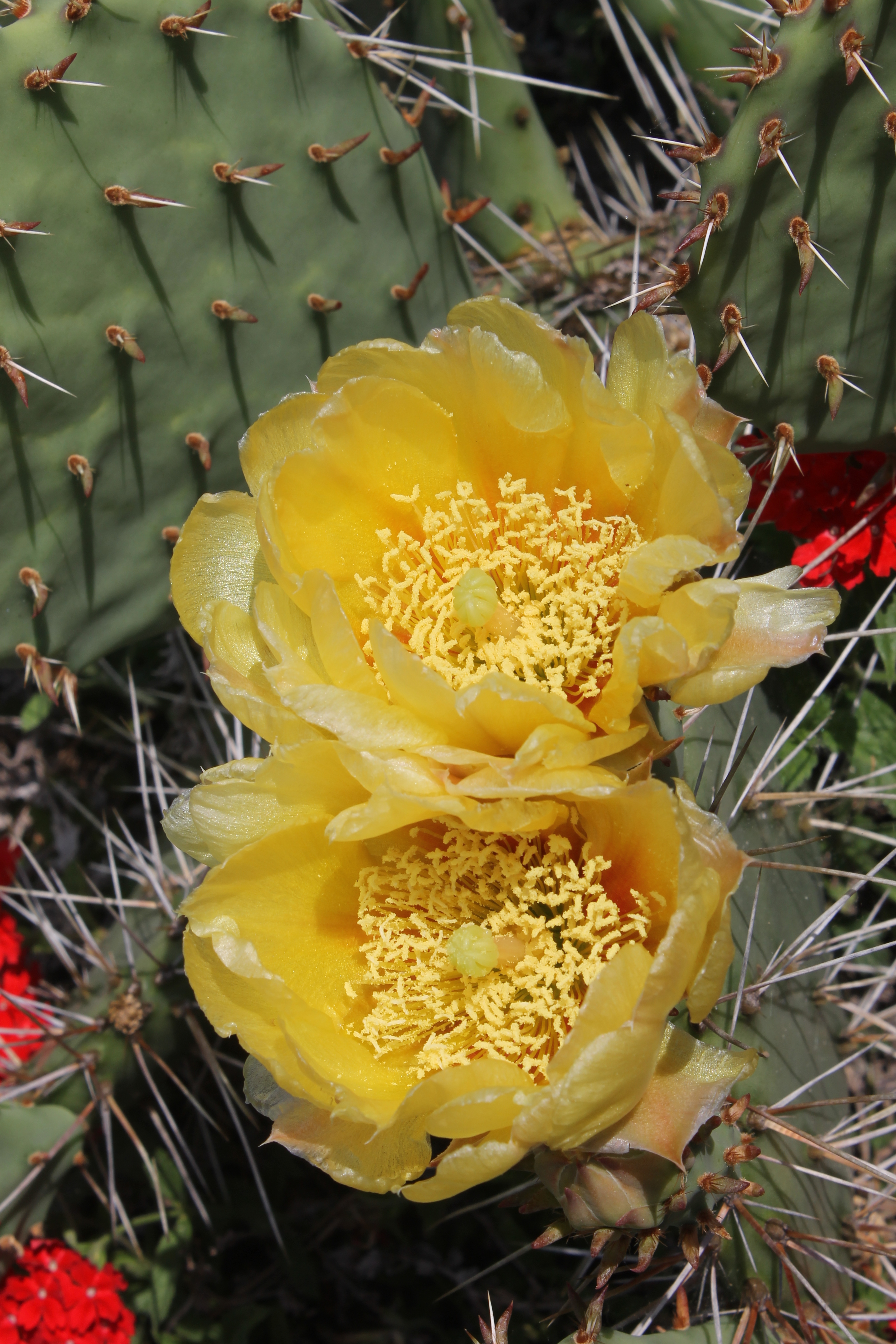 Opuntia camanchica JLBG-01 in flower @JLBG