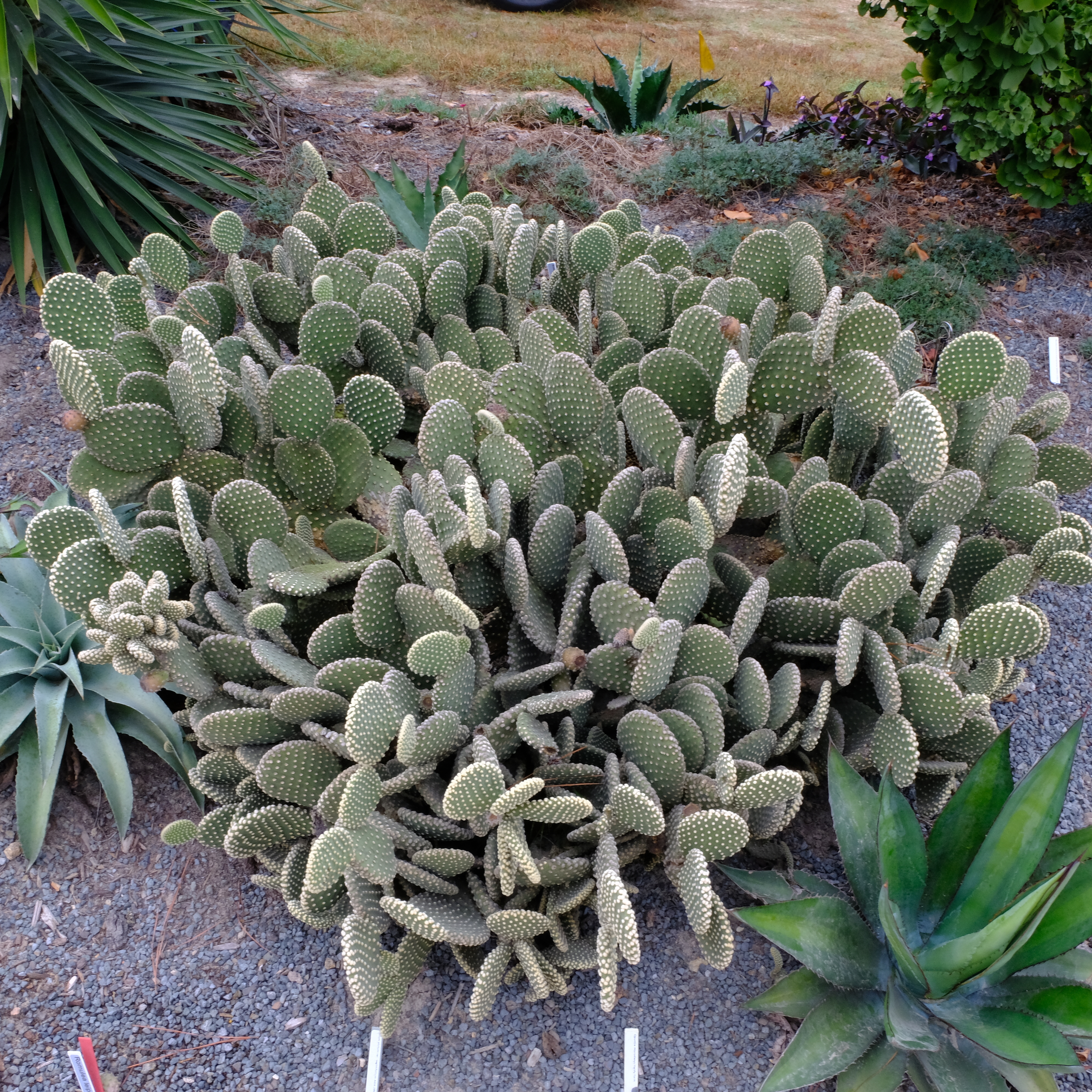 Opuntia microdasys 'Dripping Springs' @JLBG