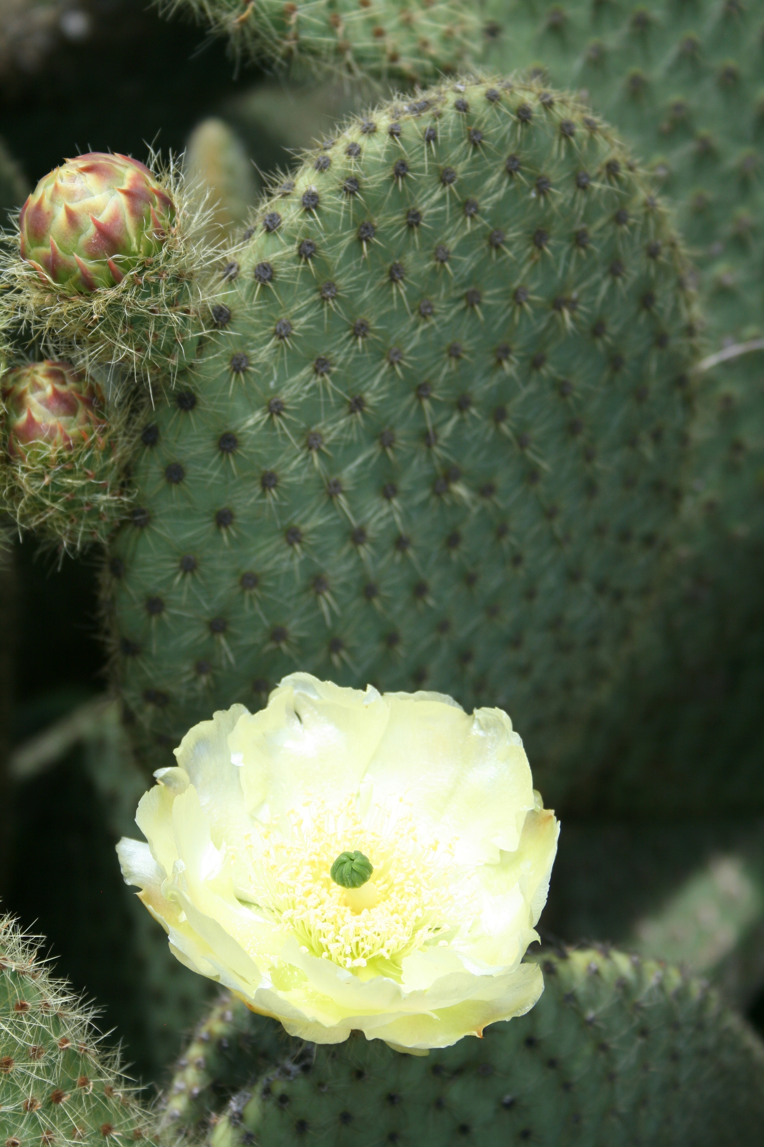 Opuntia scherii with flower closeup @JLBG