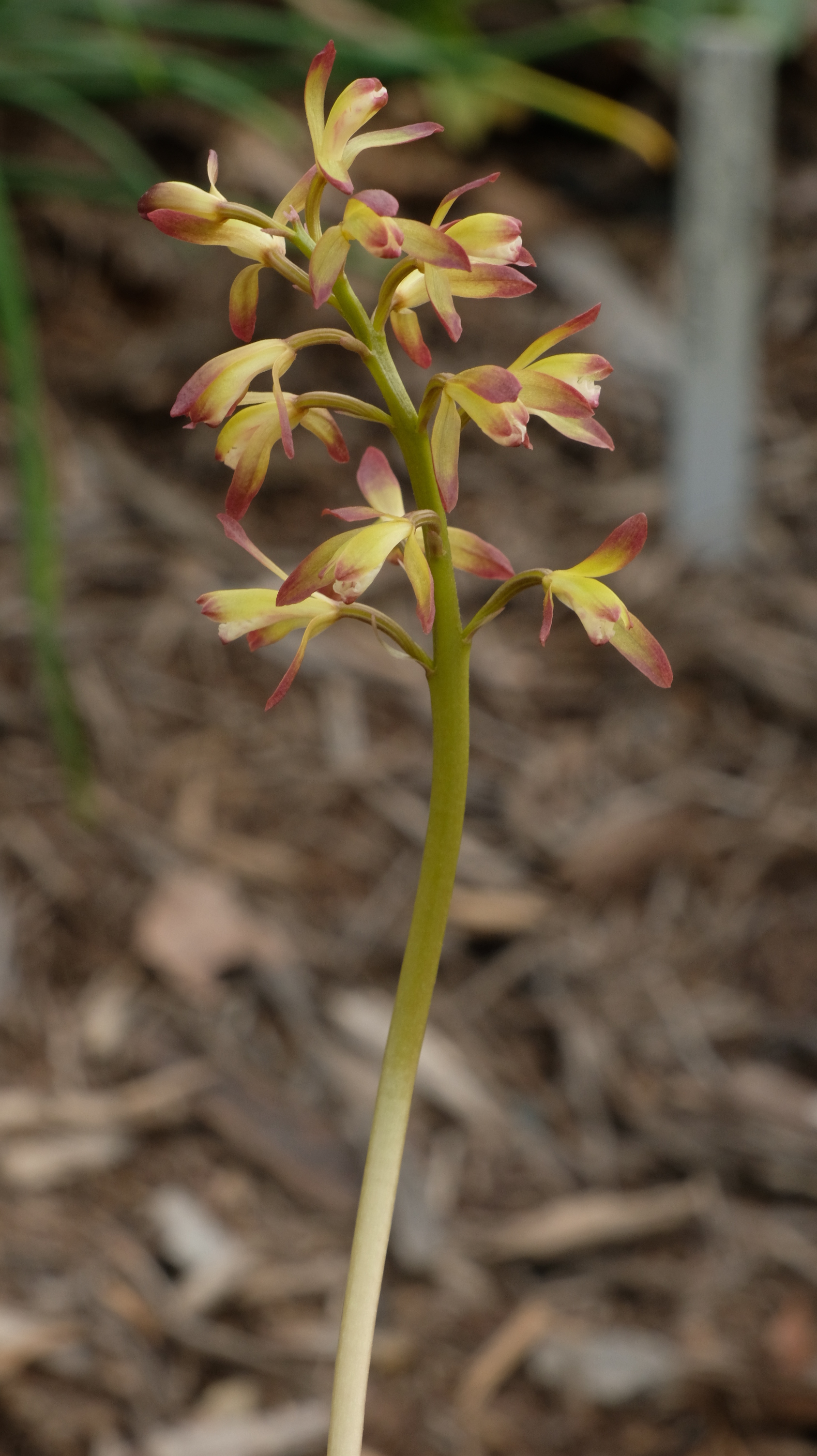 Aplectrum hyemale flower stalk @ JLBG