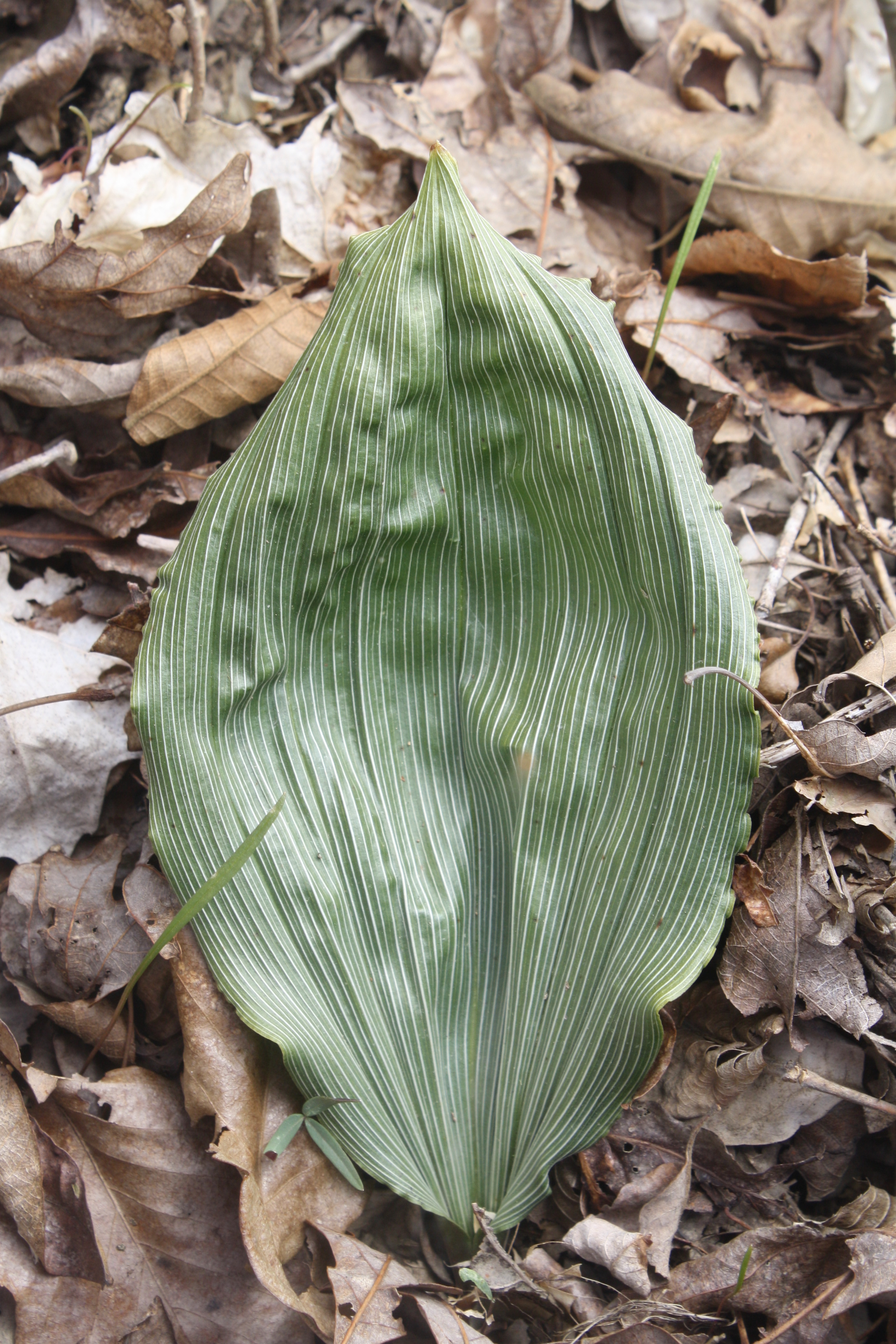 Aplectrum hyemale in situ, Caryville TN