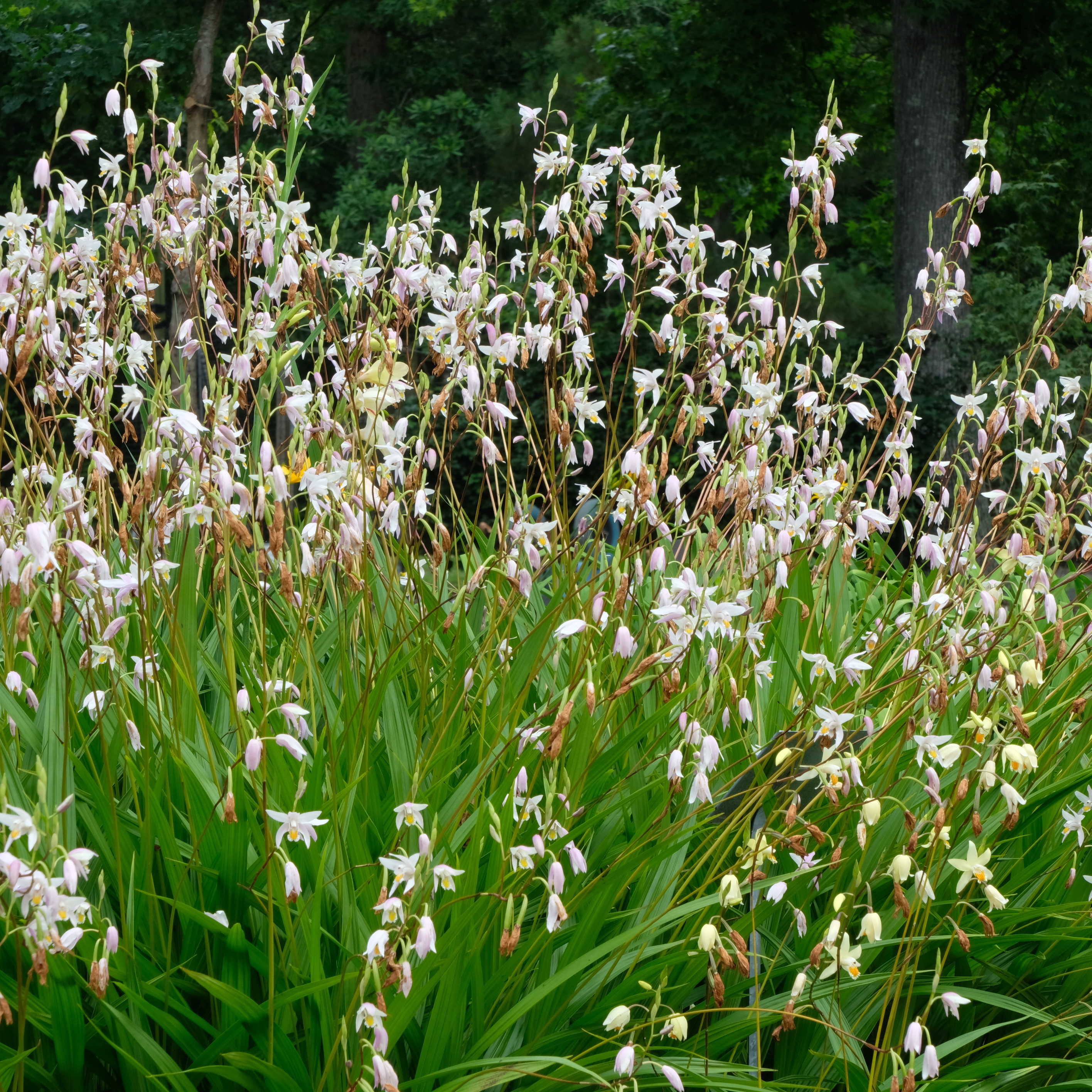 Bletilla Candles in the Wind mass PDN002 in flower 66599