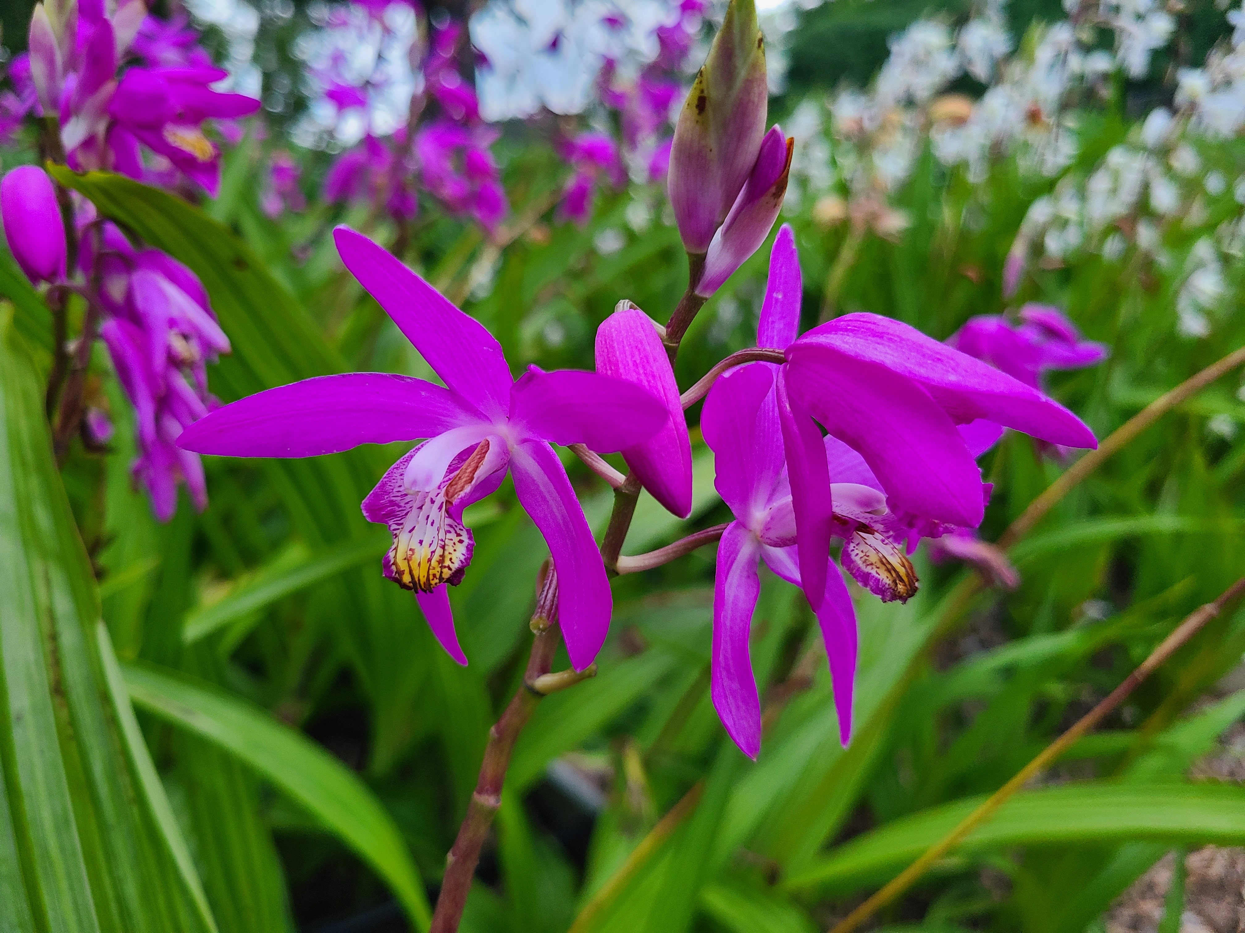 Bletilla 'Lavender Lady' @ JLBG
