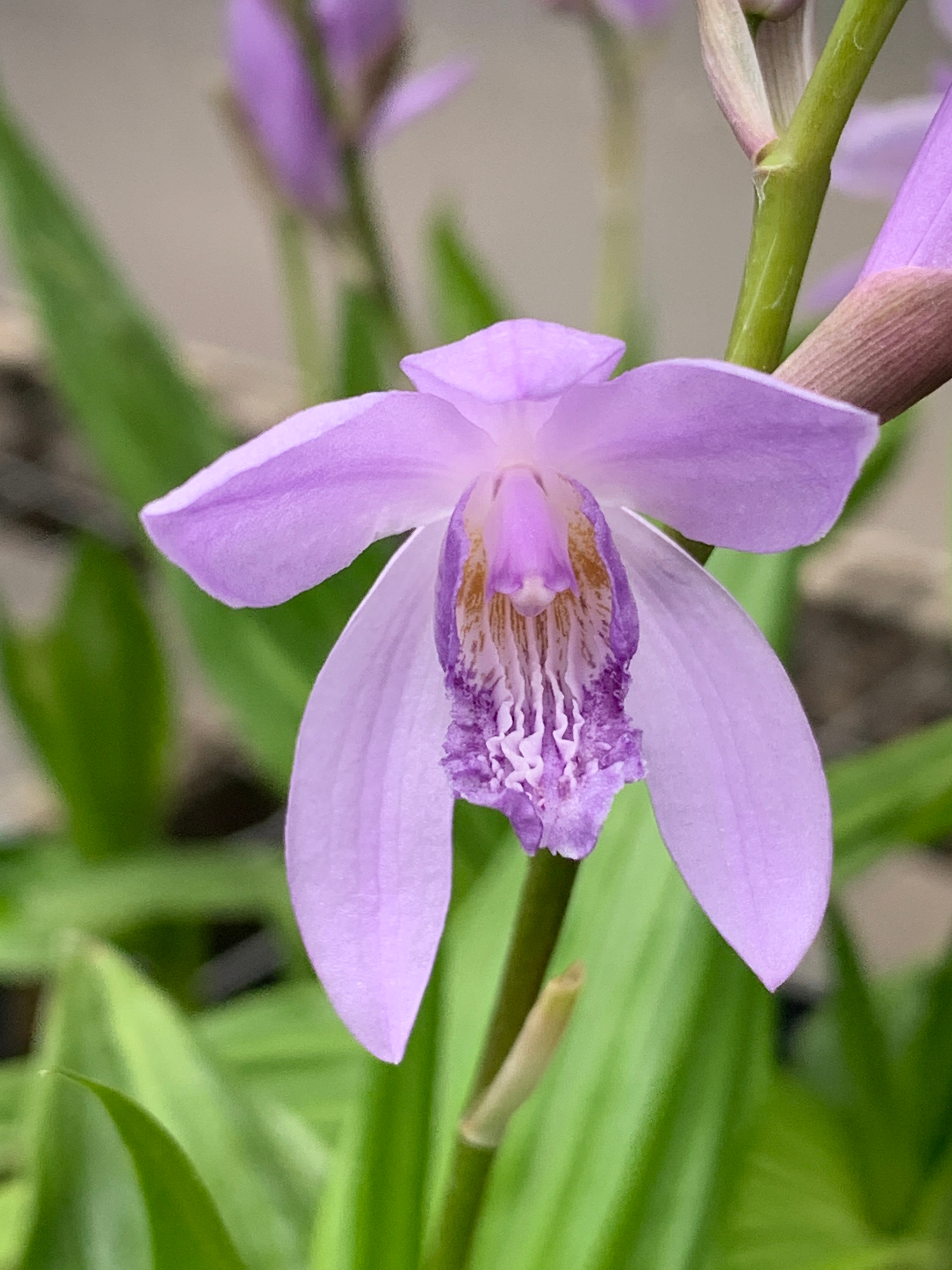 Bletilla striata 'Murasaki Shikibu' @ JLBG (C. Hardison)
