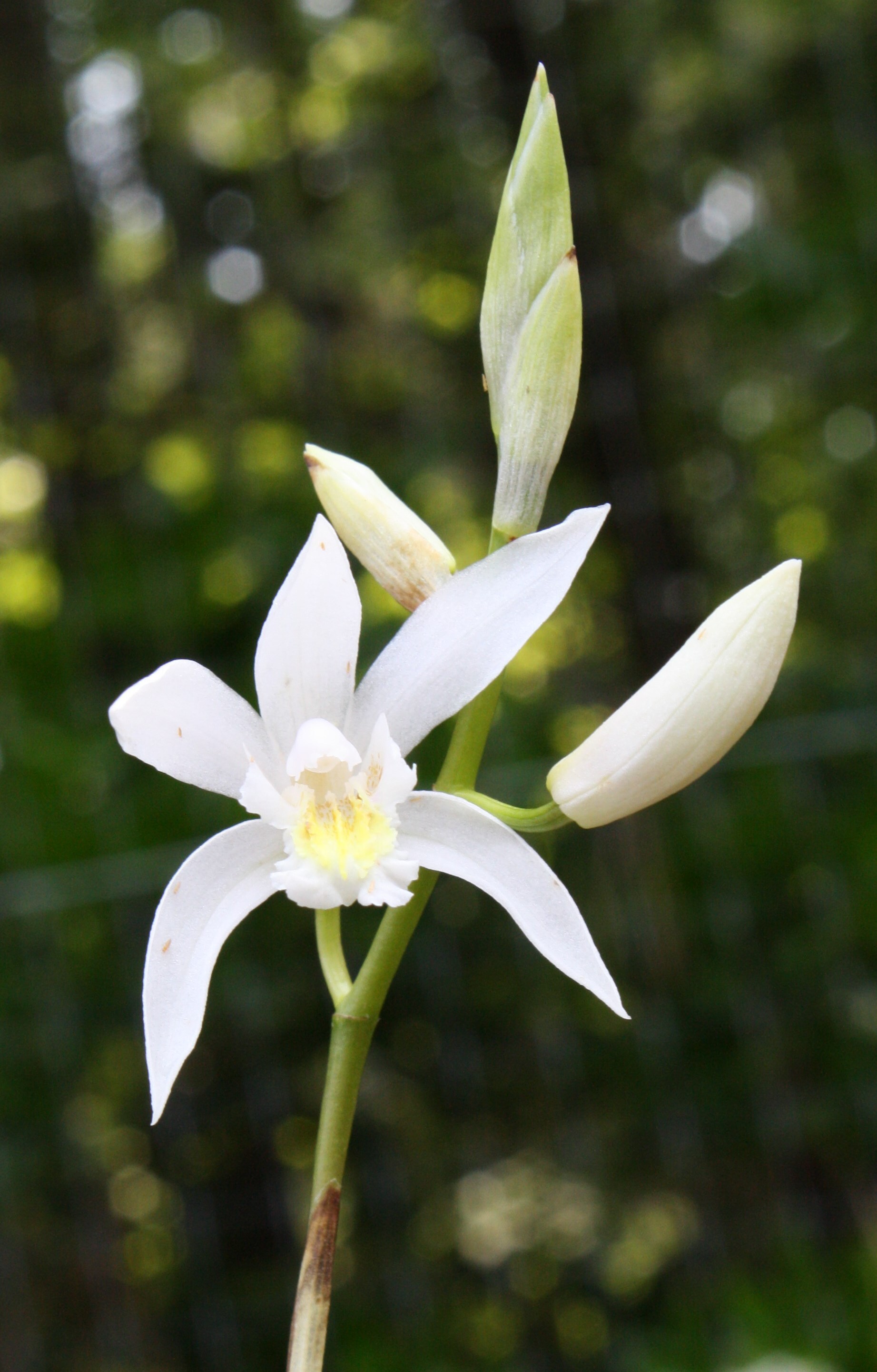 Bletilla x yokohama 'Snow White'  @ JLBG
