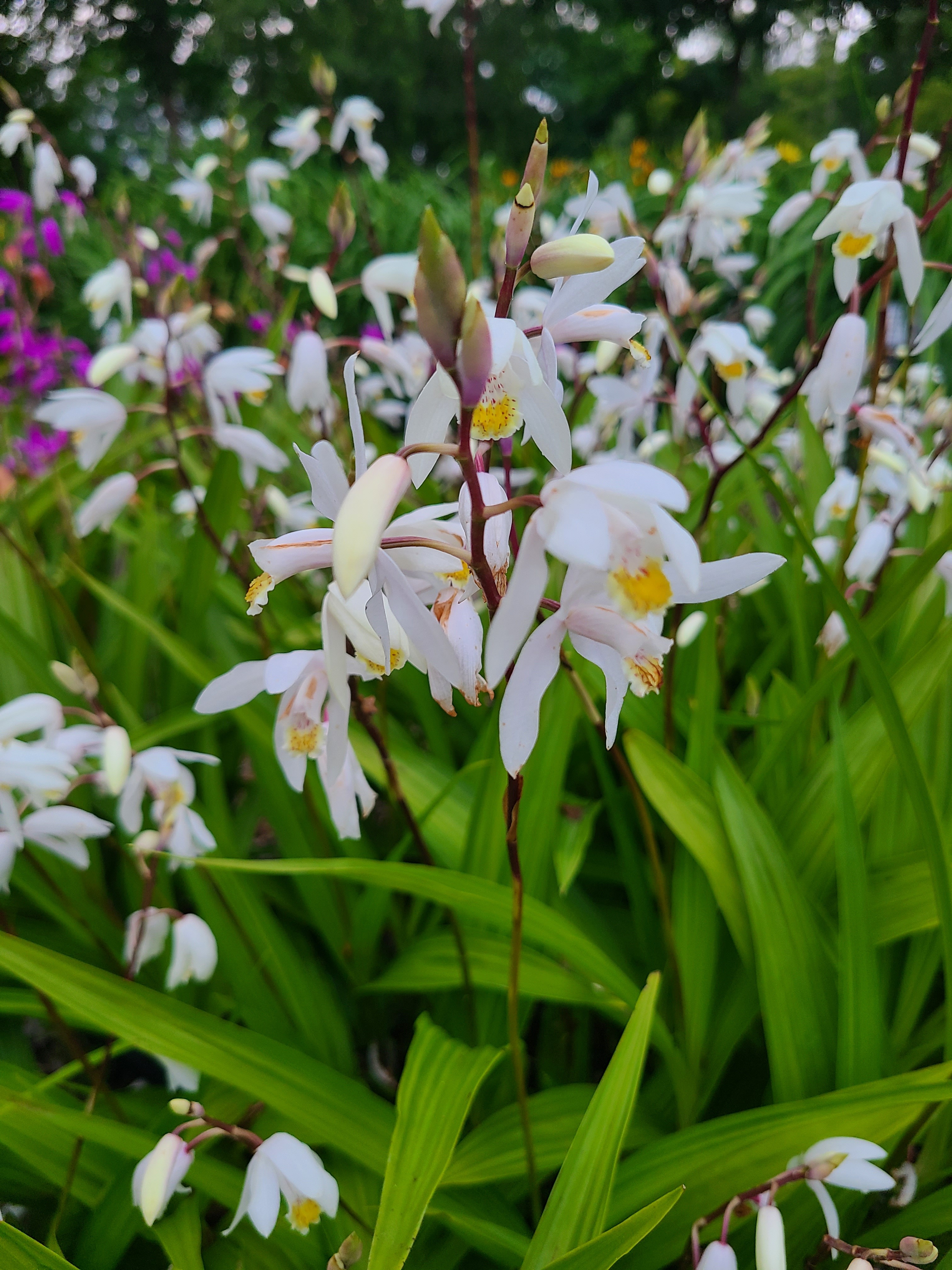 Bletilla 'White Lady' @ JLBG
