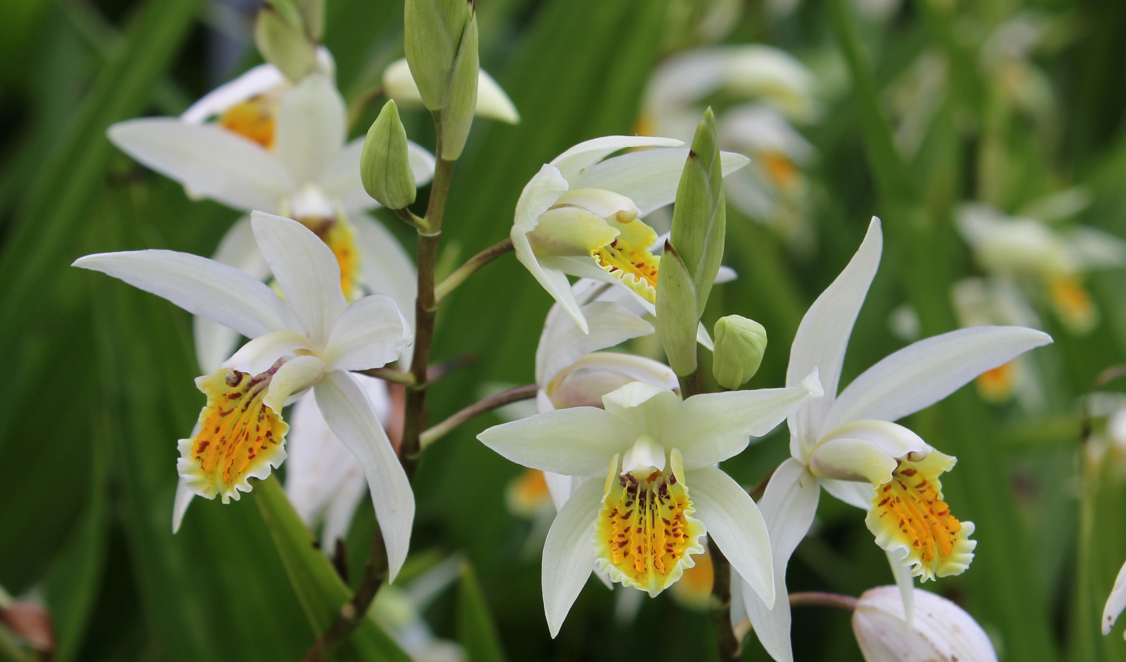 Bletilla ochracea 'Oriental Gold' @ JLBG
