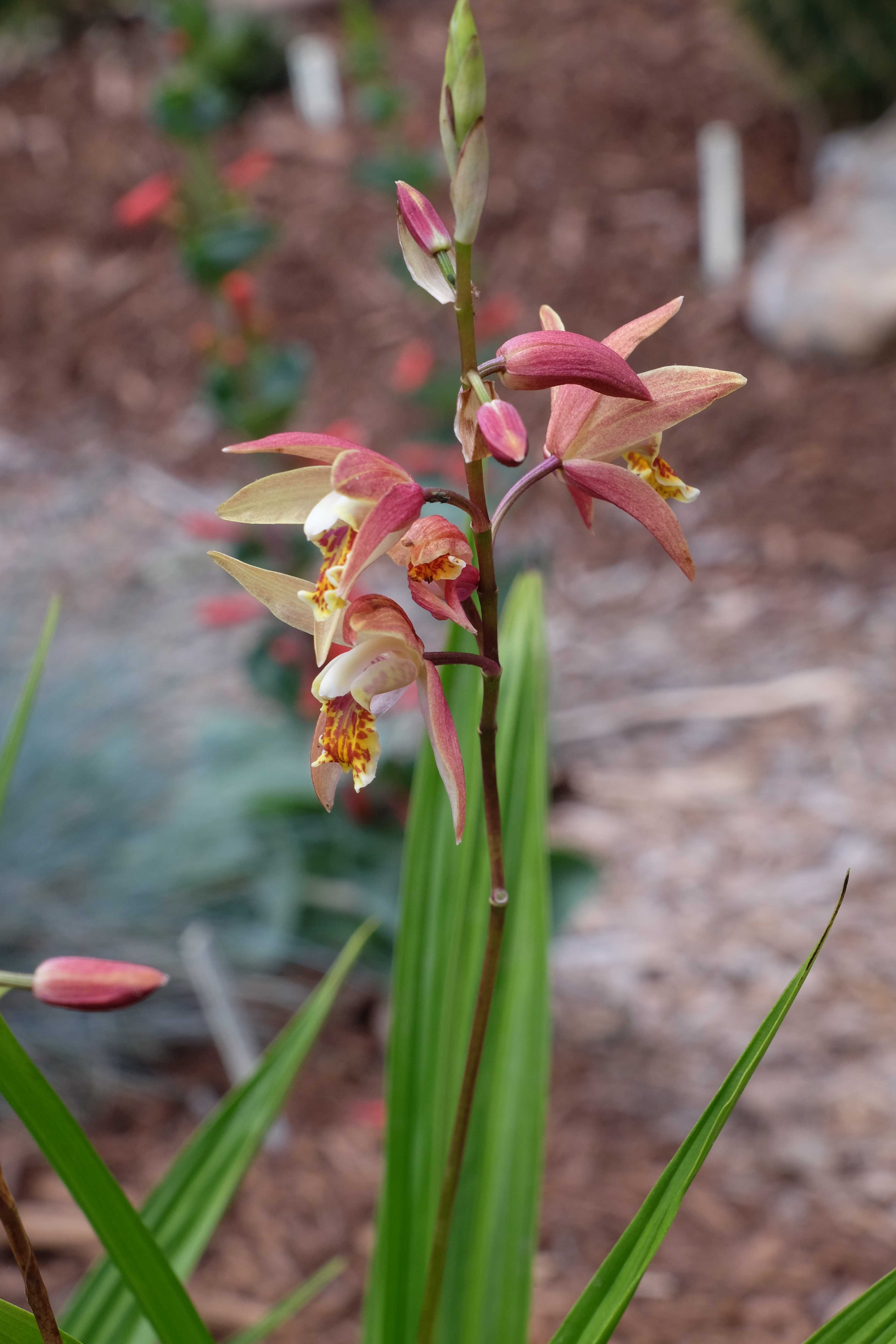 Bletilla ochracea 'Rickey' @ JLBG