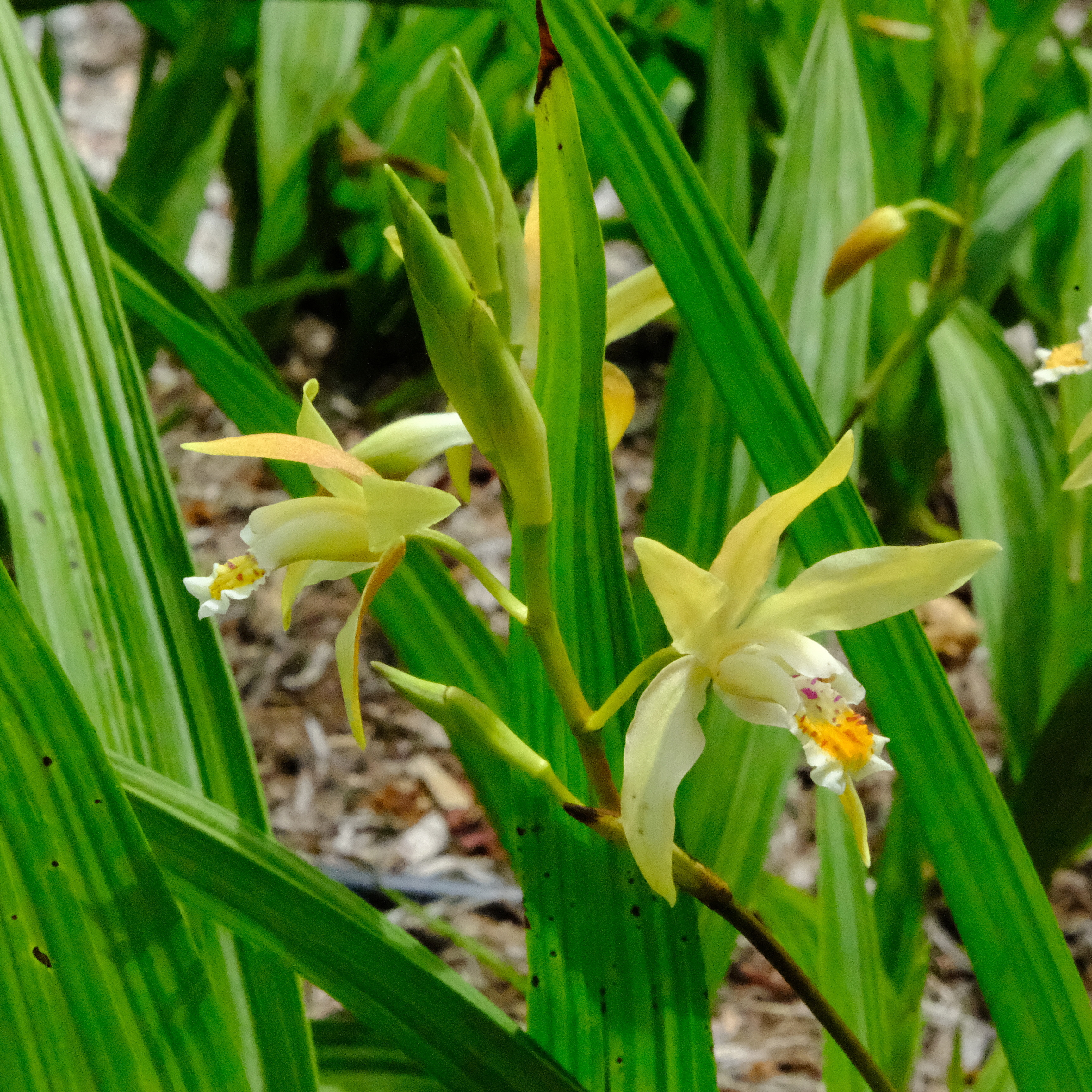 Bletilla ochracea 'Summer Moonshine' @ JLBG
