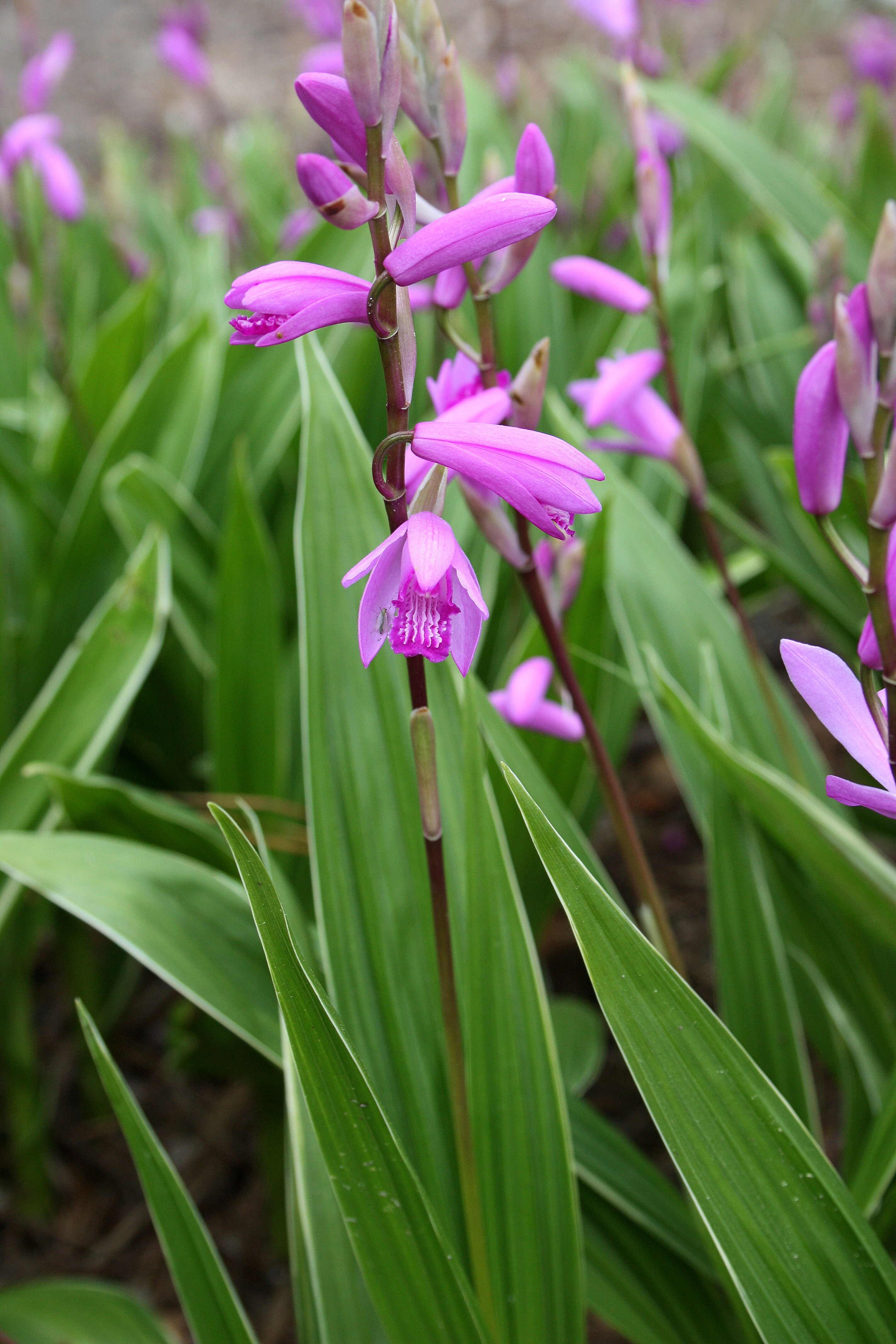 Bletilla striata 'Albostriata'
@ JLBG
