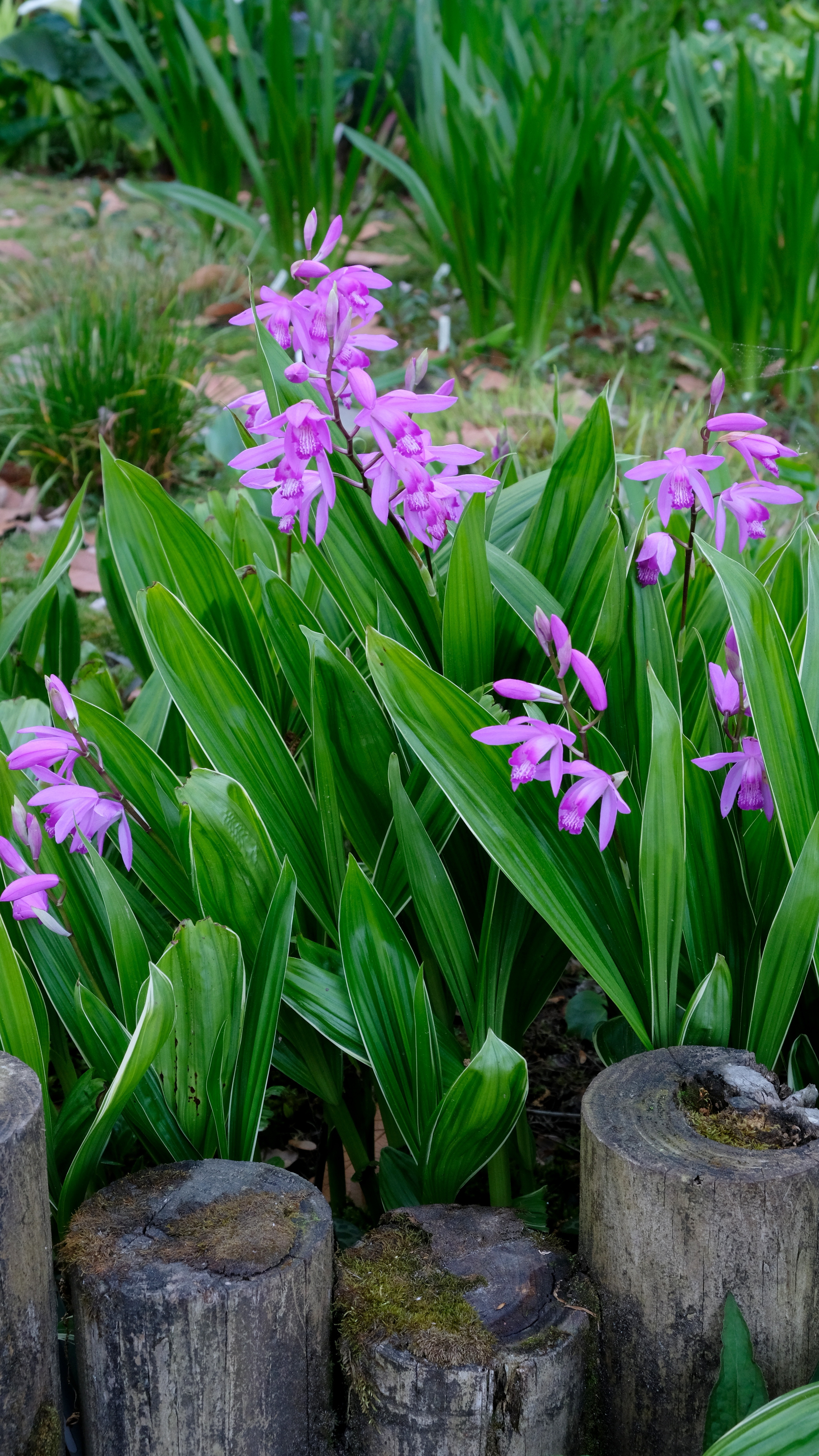 Bletilla striata 'Albostriata' @ JLBG
