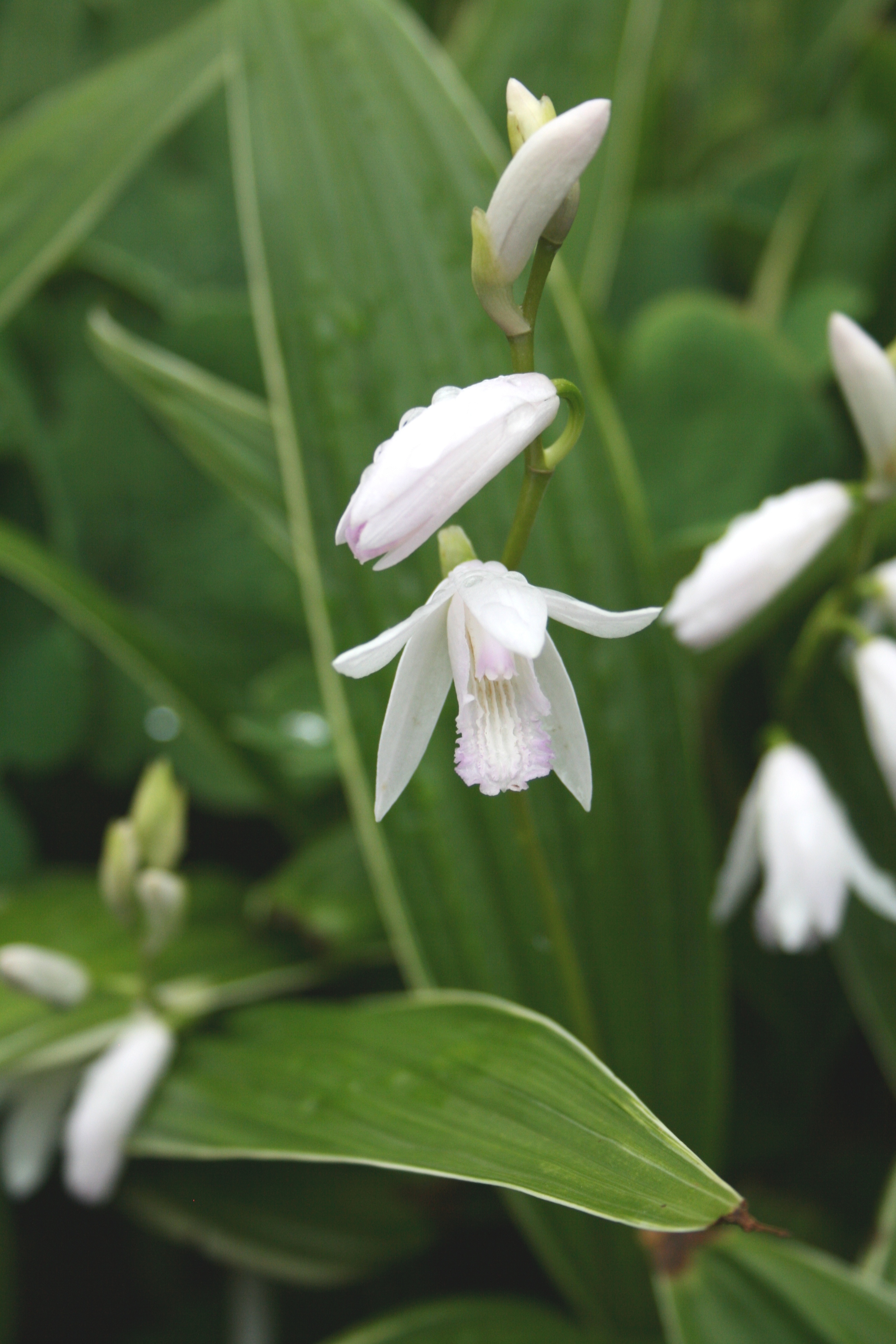 Bletilla striata 'First Kiss' @ JLBG
