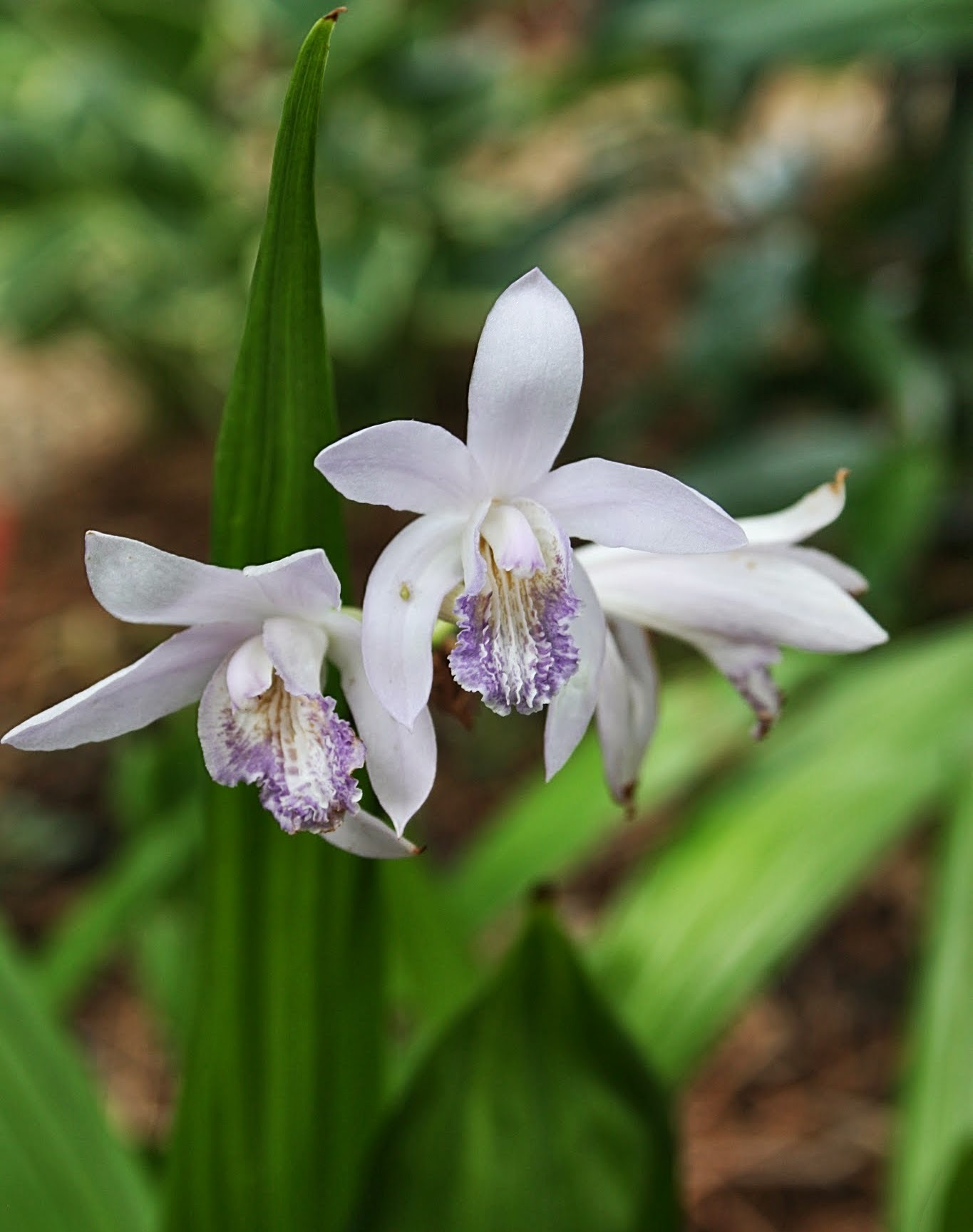 Bletilla striata 'Murasaki Shikibu' @ JLBG