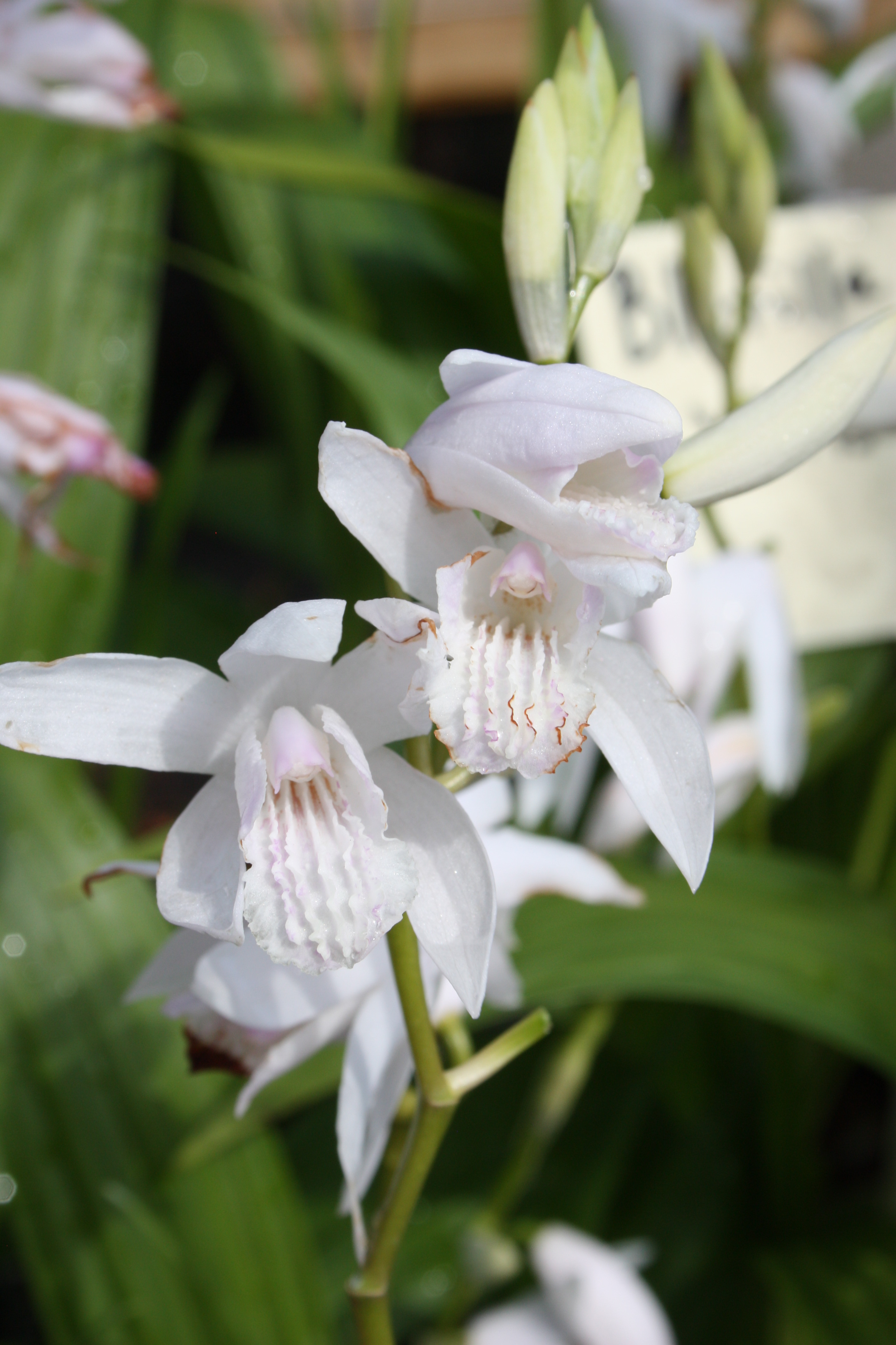 Bletilla striata 'Shikoku White' @ JLBG
