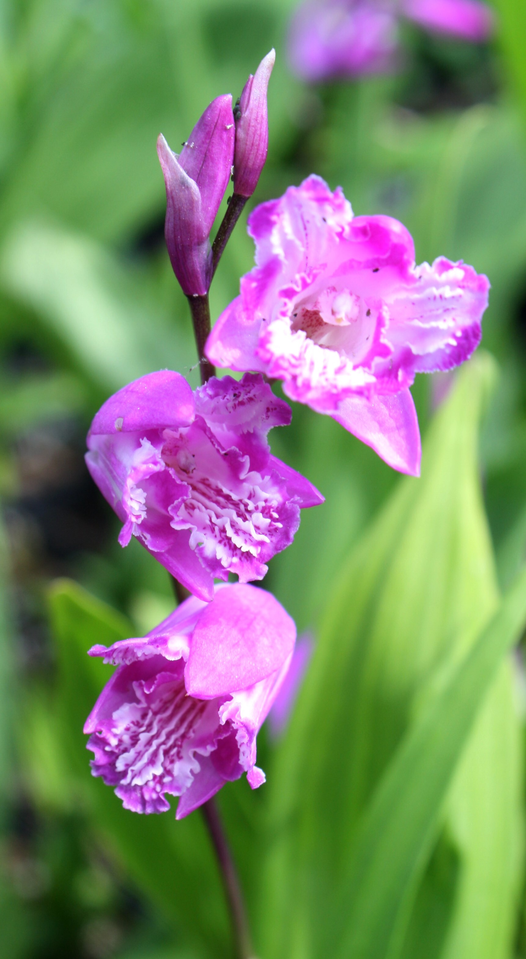 Bletilla striata 'Tri Lips' @ JLBG
