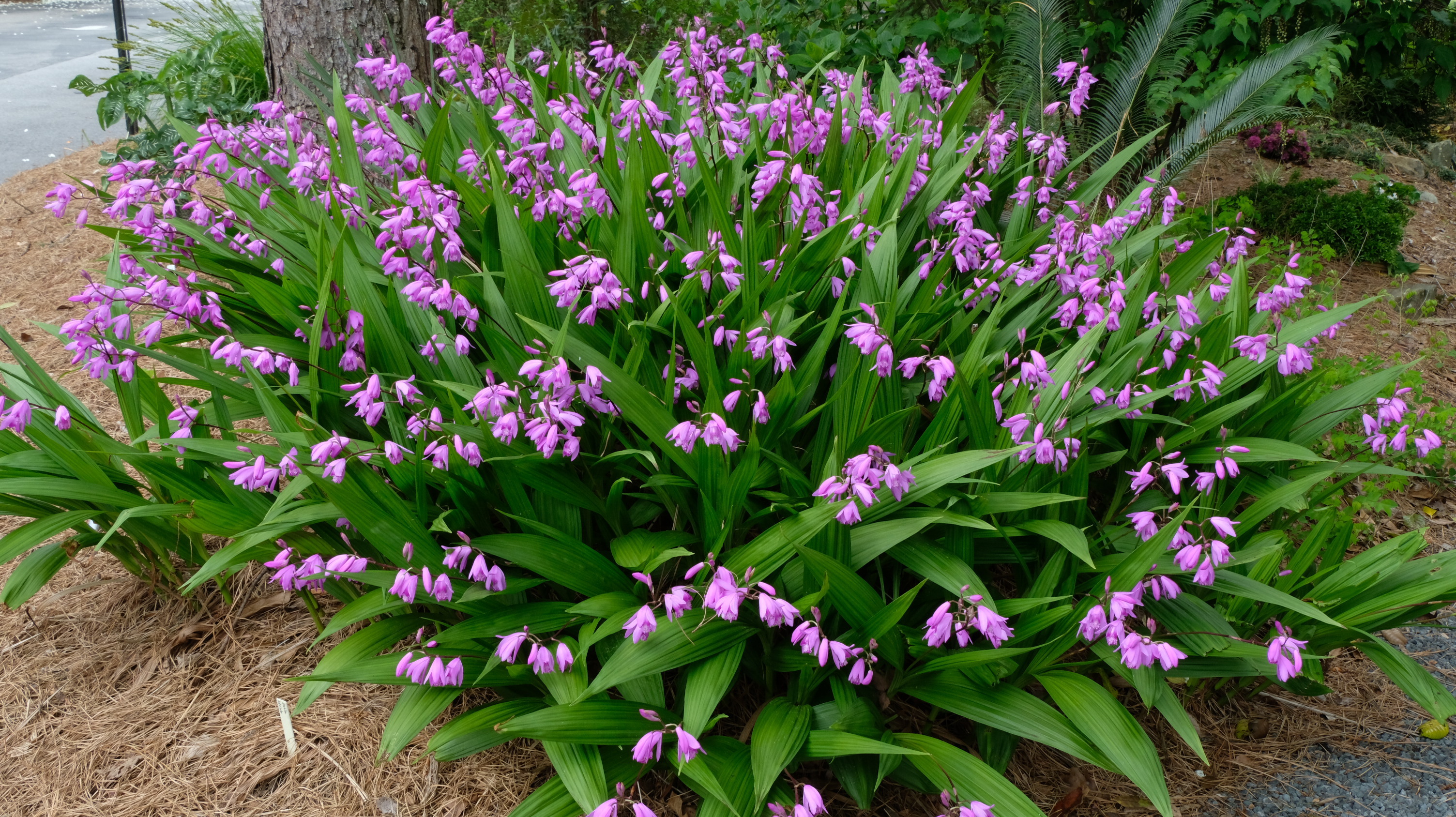 Bletilla striata clump in flower @ JLBG