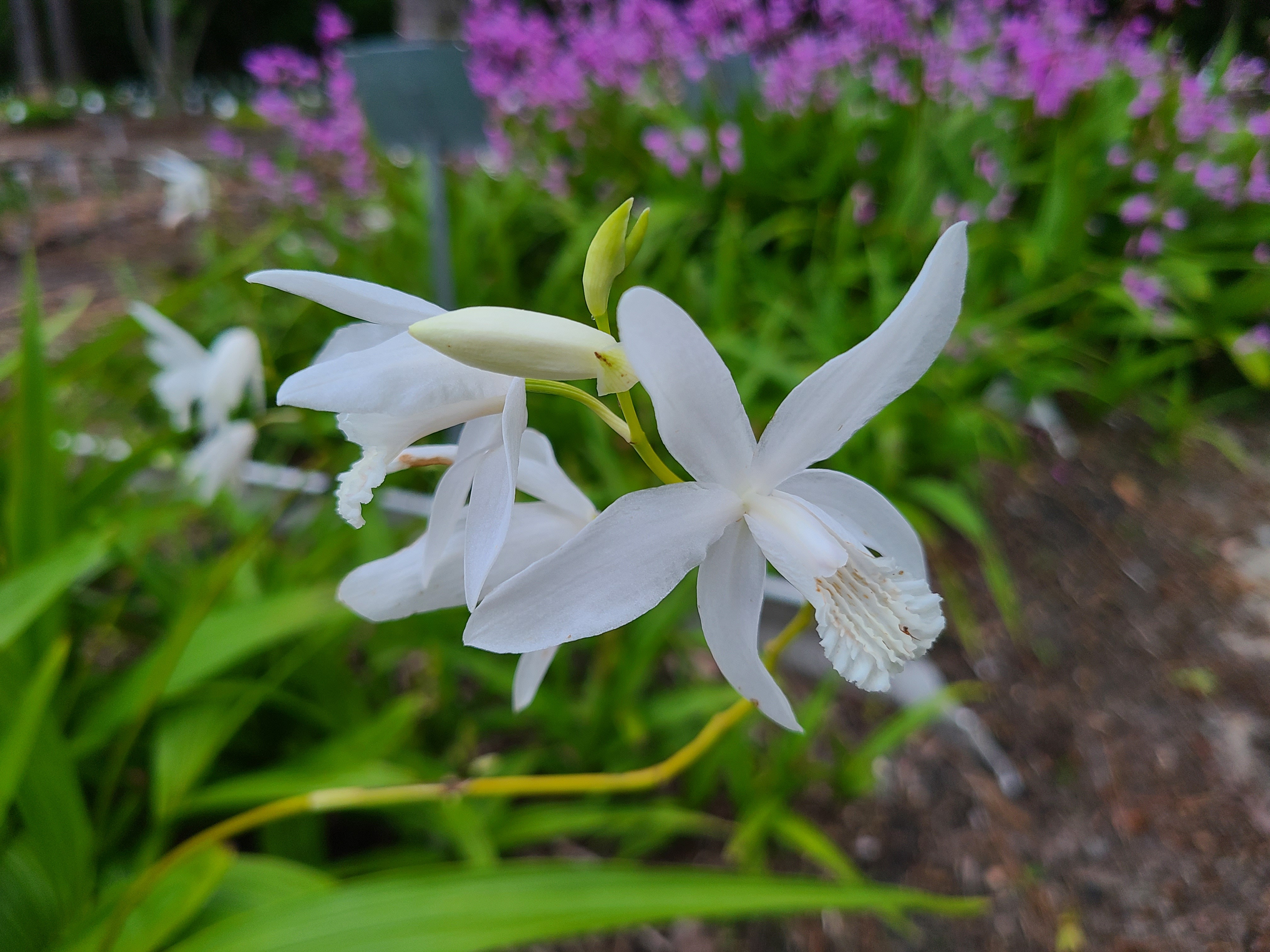 Bletilla x yokohama 'Supernova' @ JLBG
