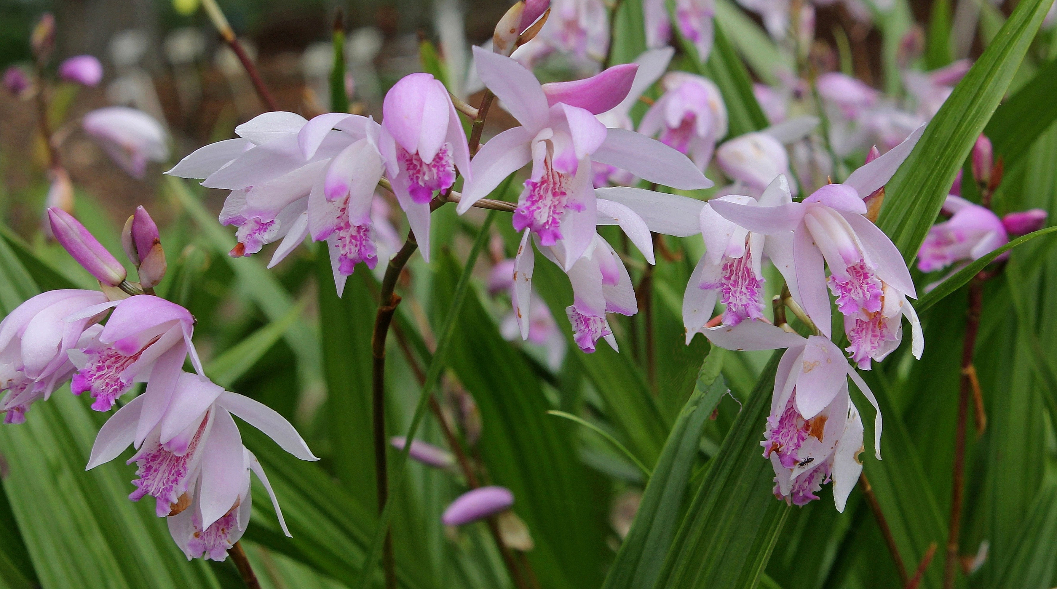Bletilla x yokohama 'Sweet Lips' @ JLBG
