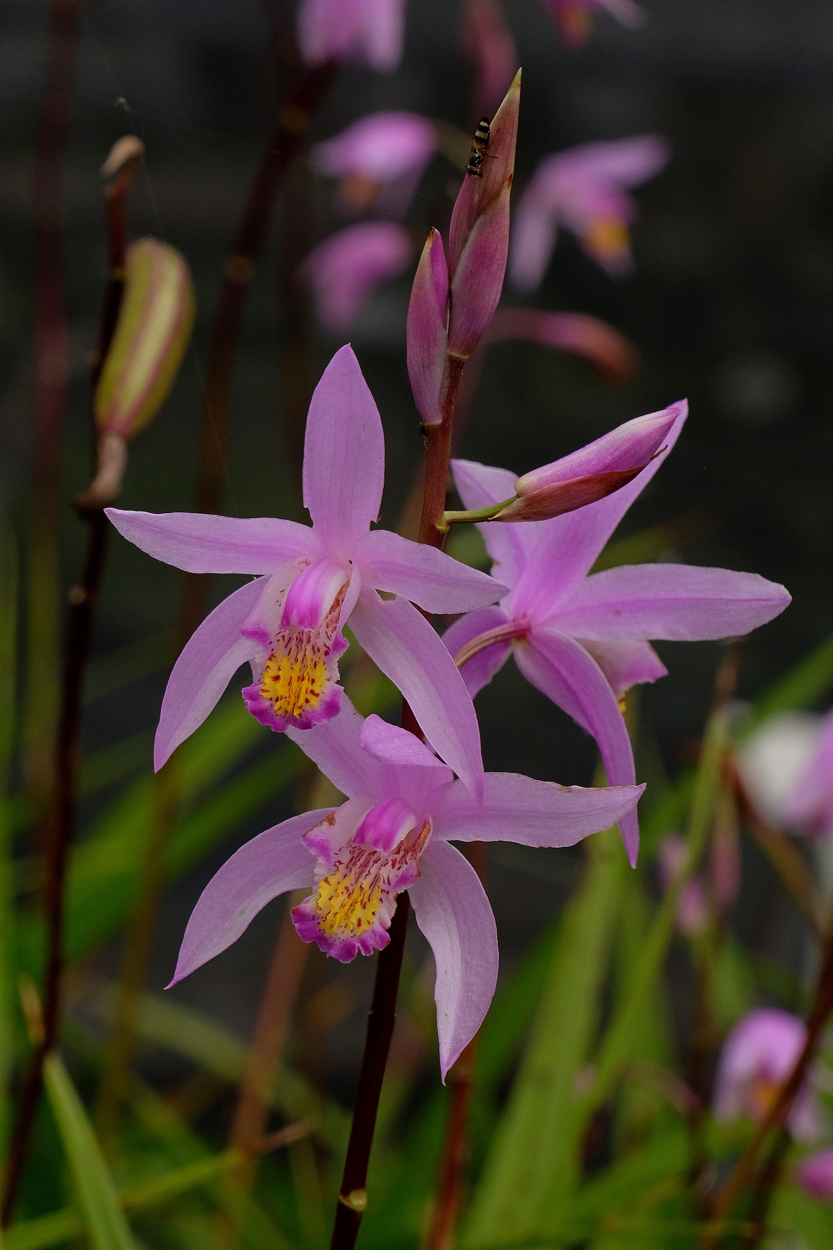 Bletilla x yokohama 'Kate' @ JLBG

