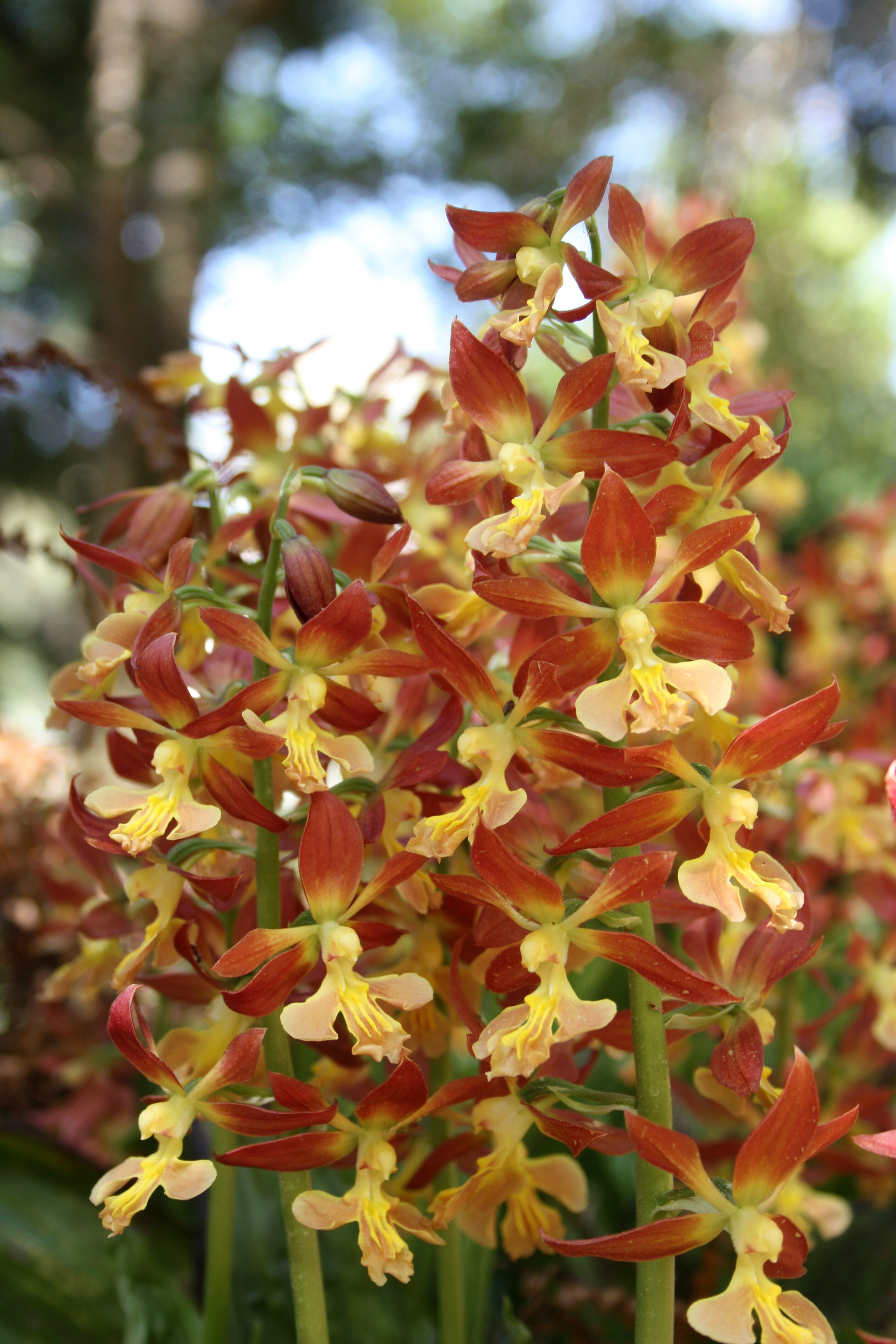 Calanthe 'Bronze Beauty' @ JLBG - a JLBG selection from the Japanese Takane strain (C. discolor x sieboldii)