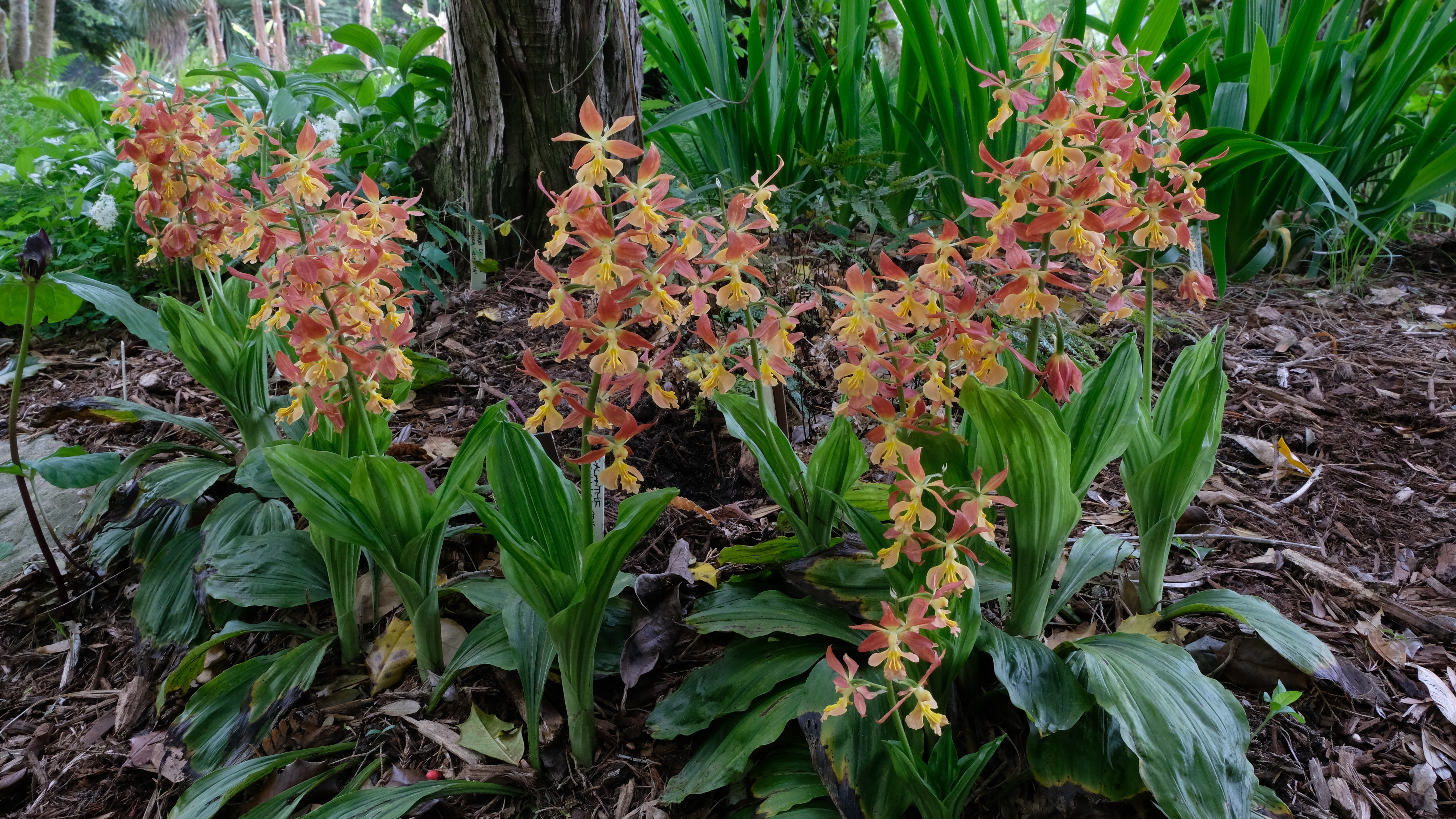 Calanthe 'Bronze Beauty' @ JLBG - a JLBG selection from the Japanese Takane strain (C. discolor x sieboldii)