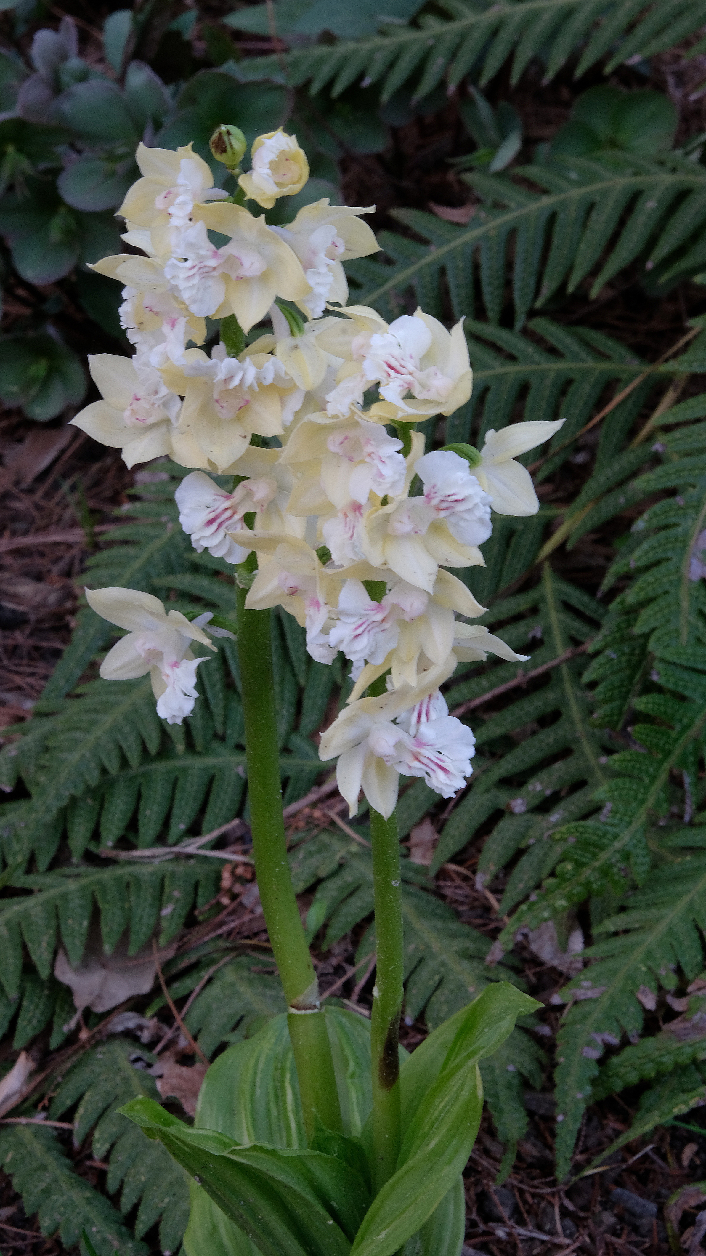 Calanthe 'Fairy Dust' @  JLBG 
