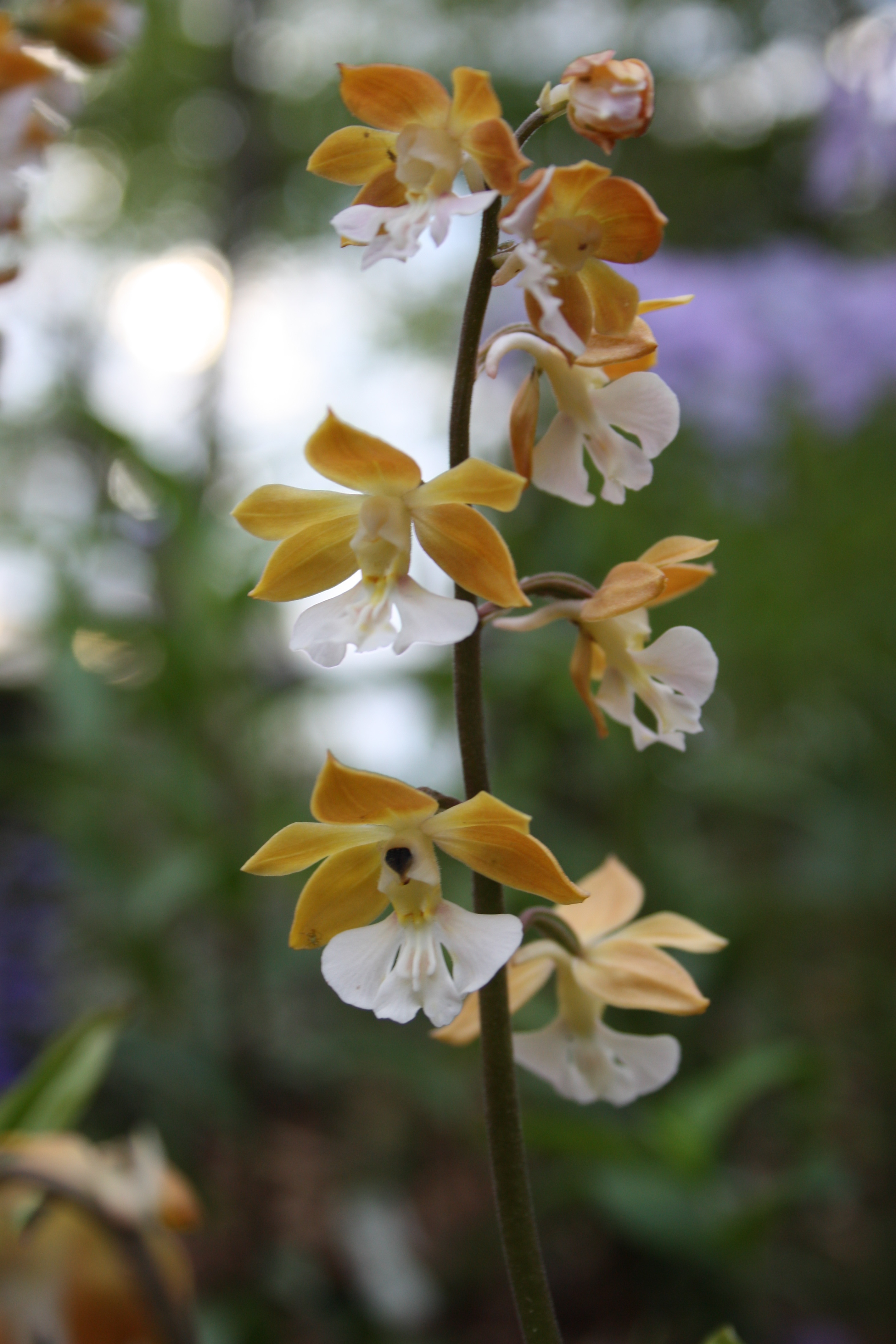 Calanthe 'Orange Blossom Special' @ JLBG - a JLBG selection from the Japanese Hizen strain (C.aristulifera x C.discolor)